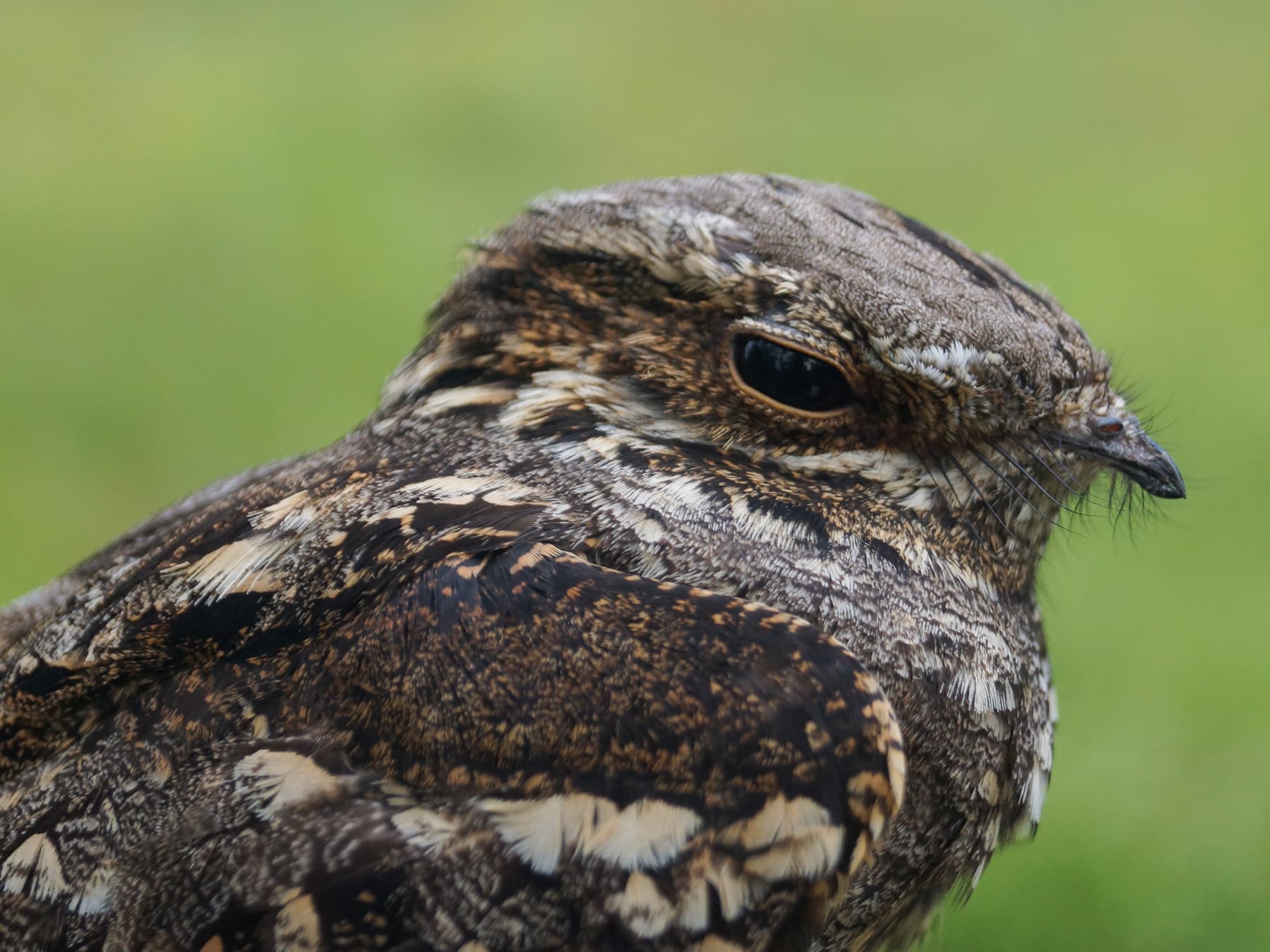 Close-up of a Nightjar