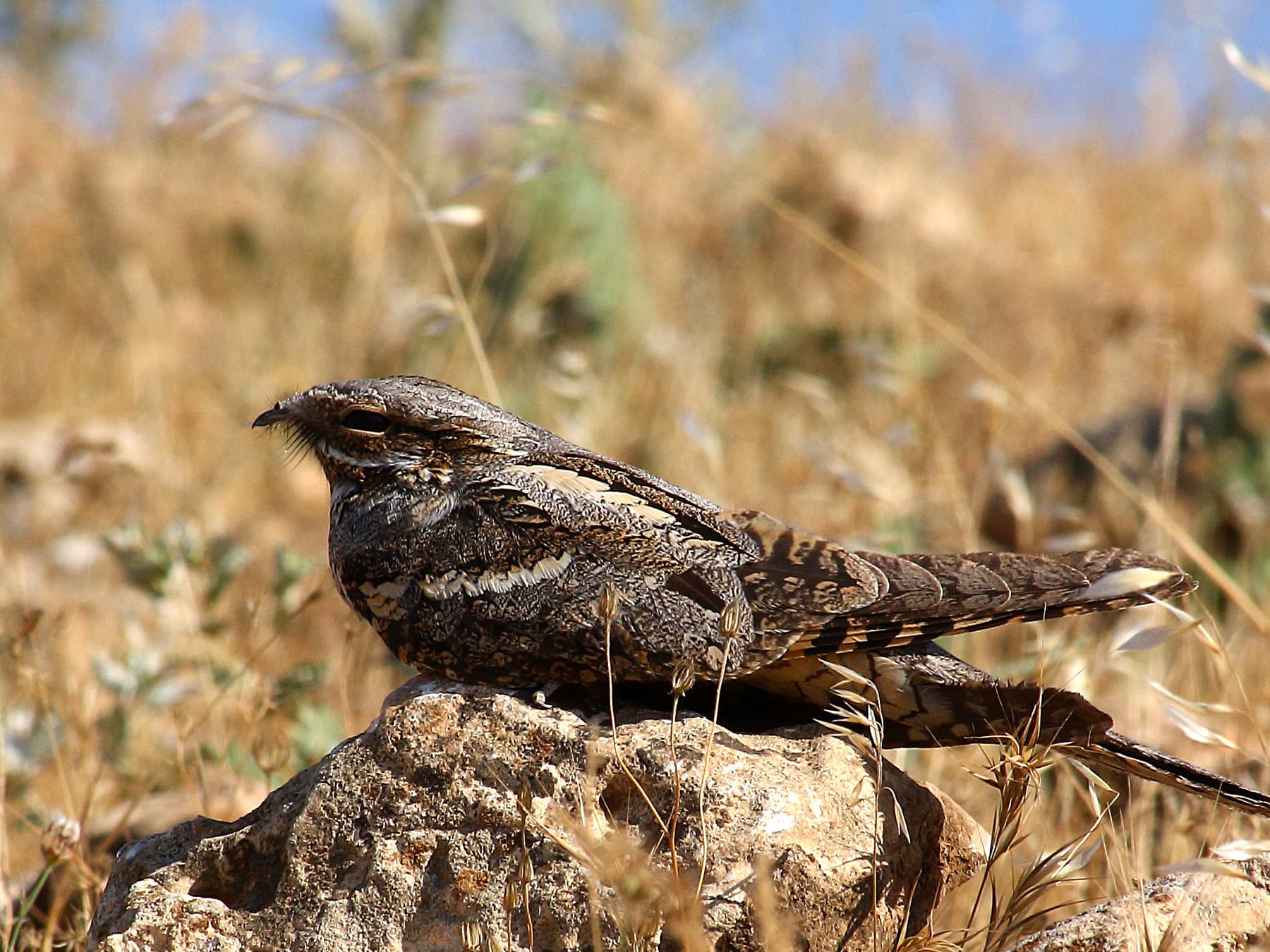 Nightjar resting in natural habitat