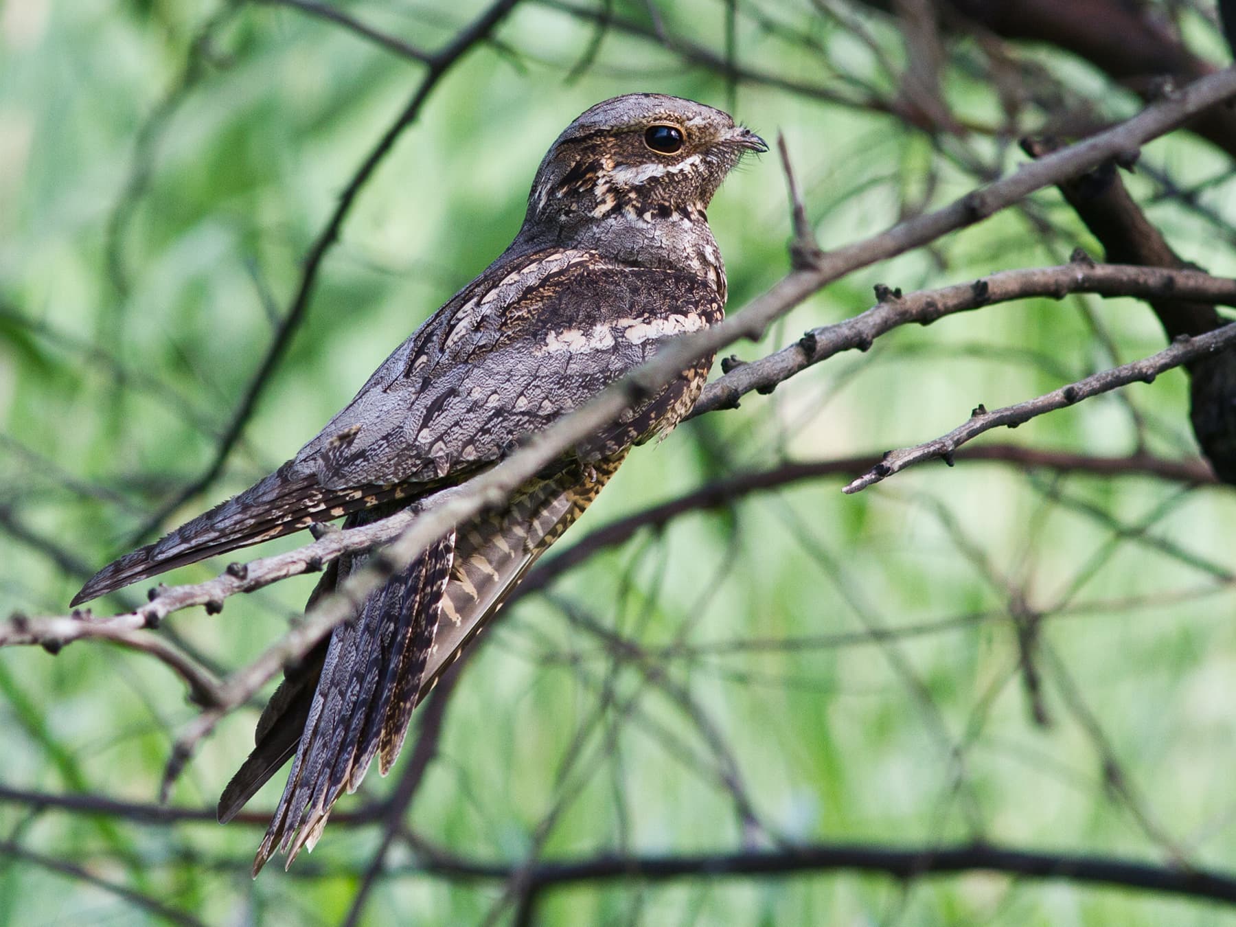 Nightjar sitting in the trees