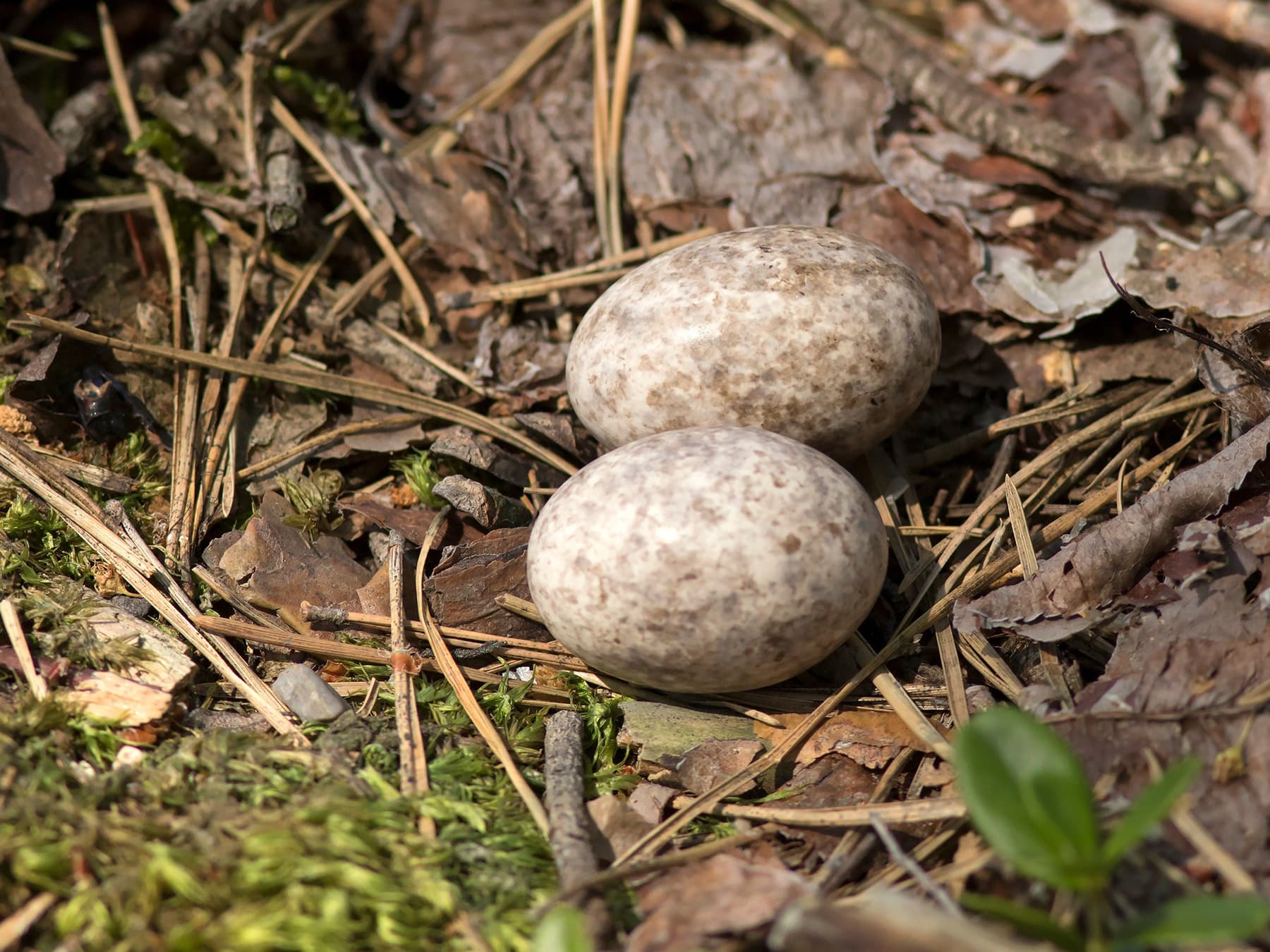 Nest of a Nightjar with two eggs