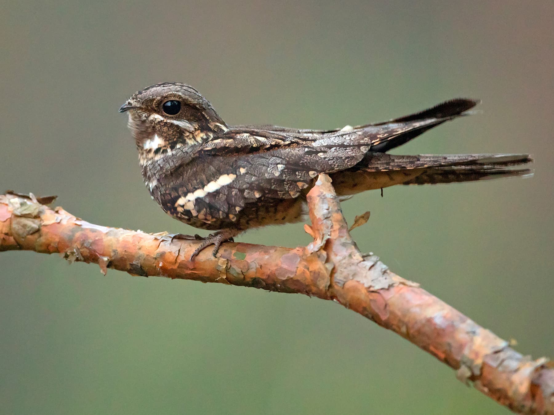 Nightjar perching on a branch