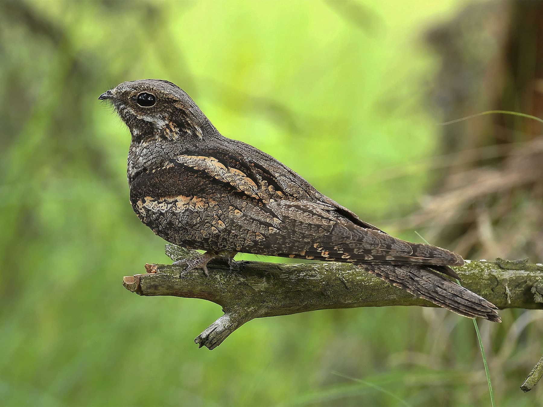 Nightjar perching on branch