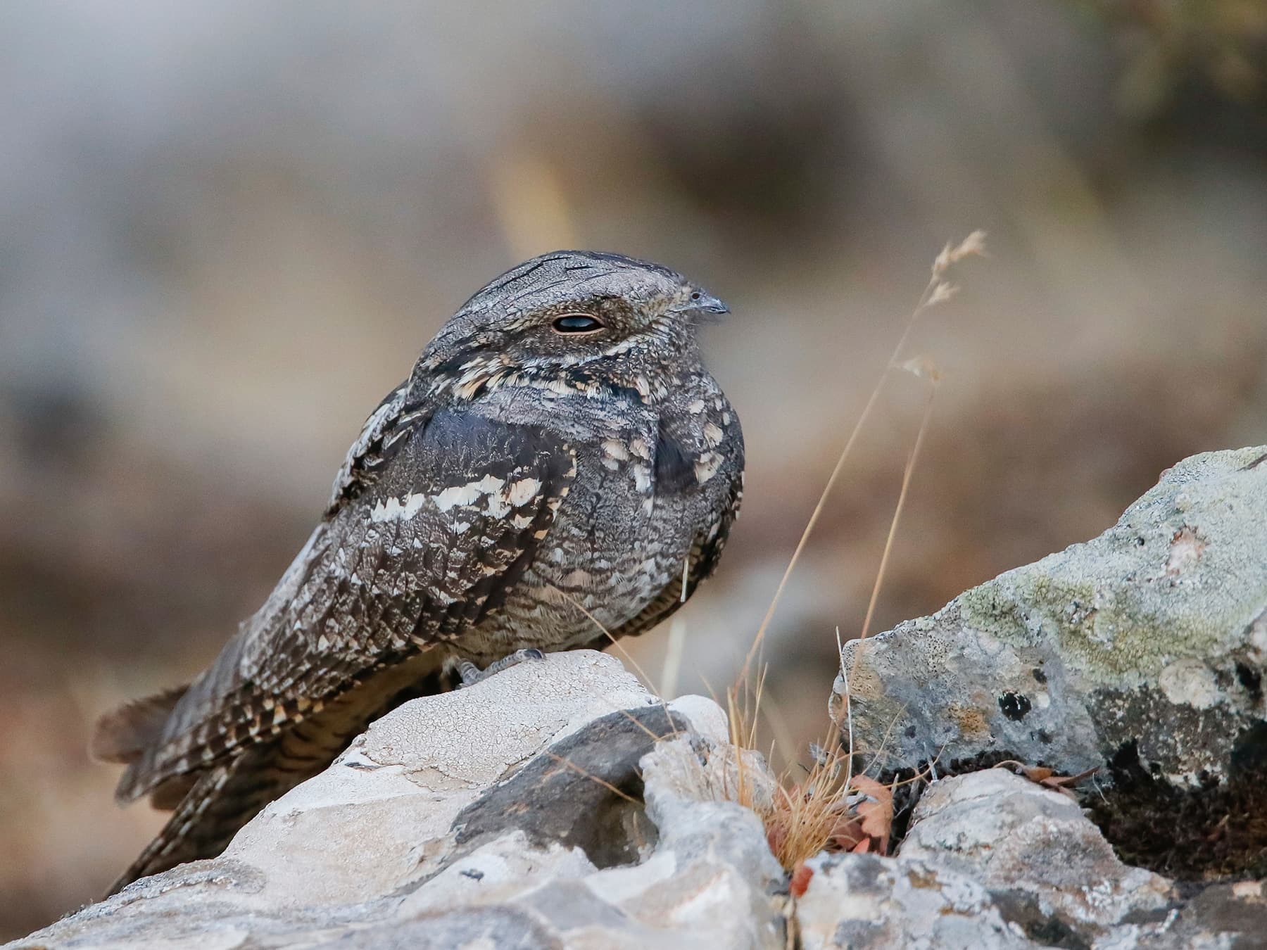 Nightjar resting on the rocks