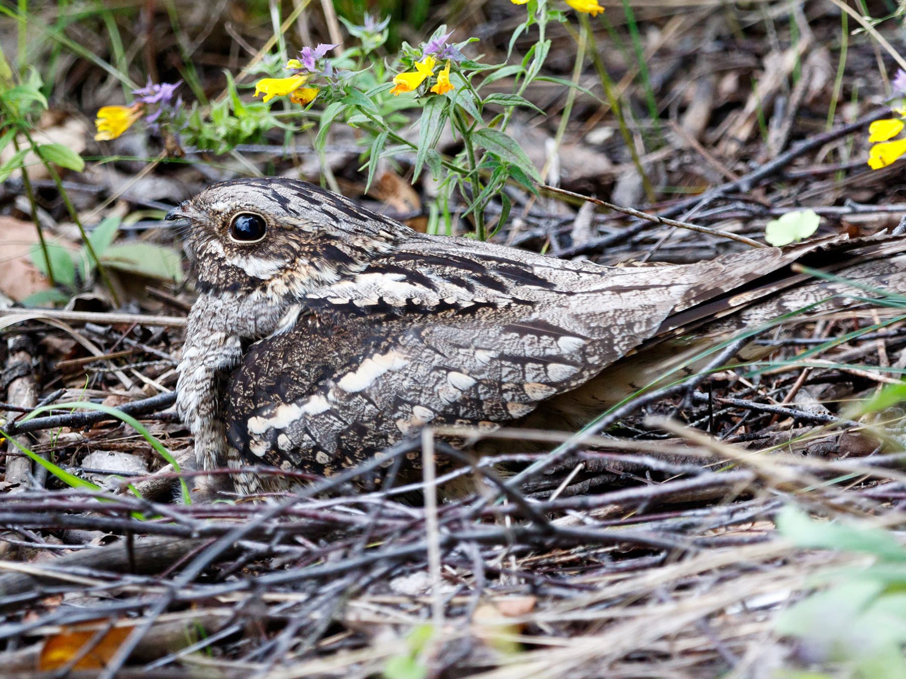 Nightjar sitting on her nest