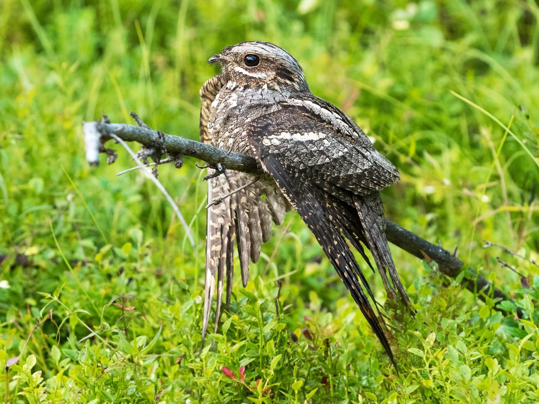 Female Nightjar perching on a branch in natural habitat