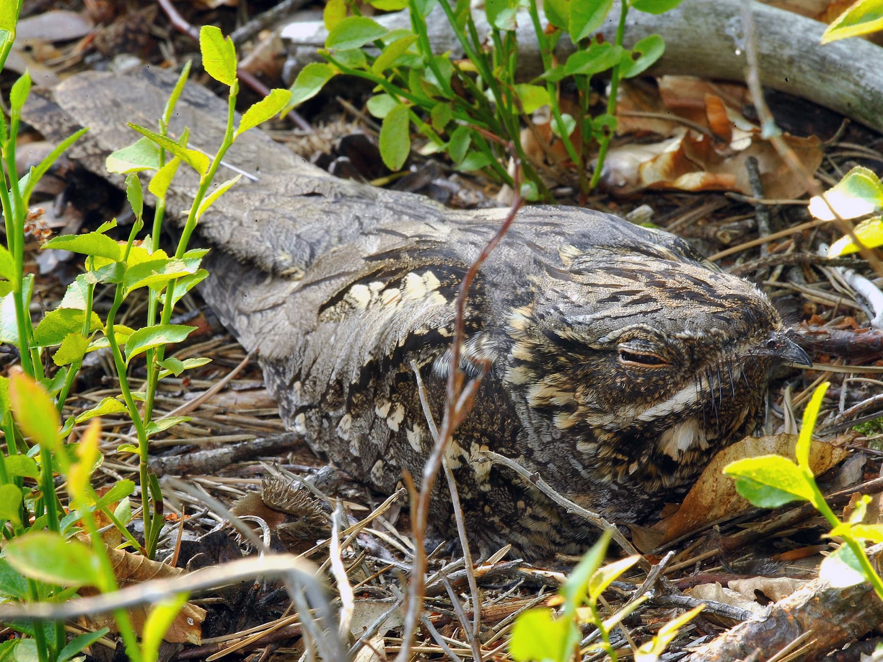 Nightjar sleeping in its natural habitat
