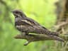 Nightjar