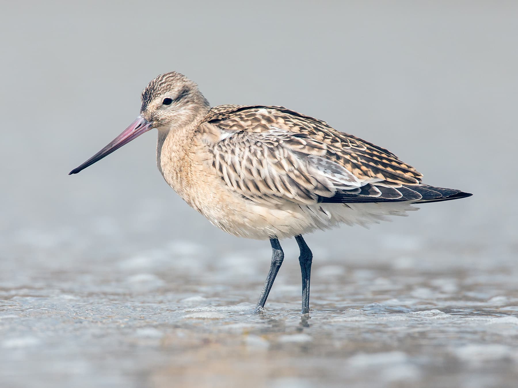 Non-breeding Bar-tailed Godwit wading in shallow waters