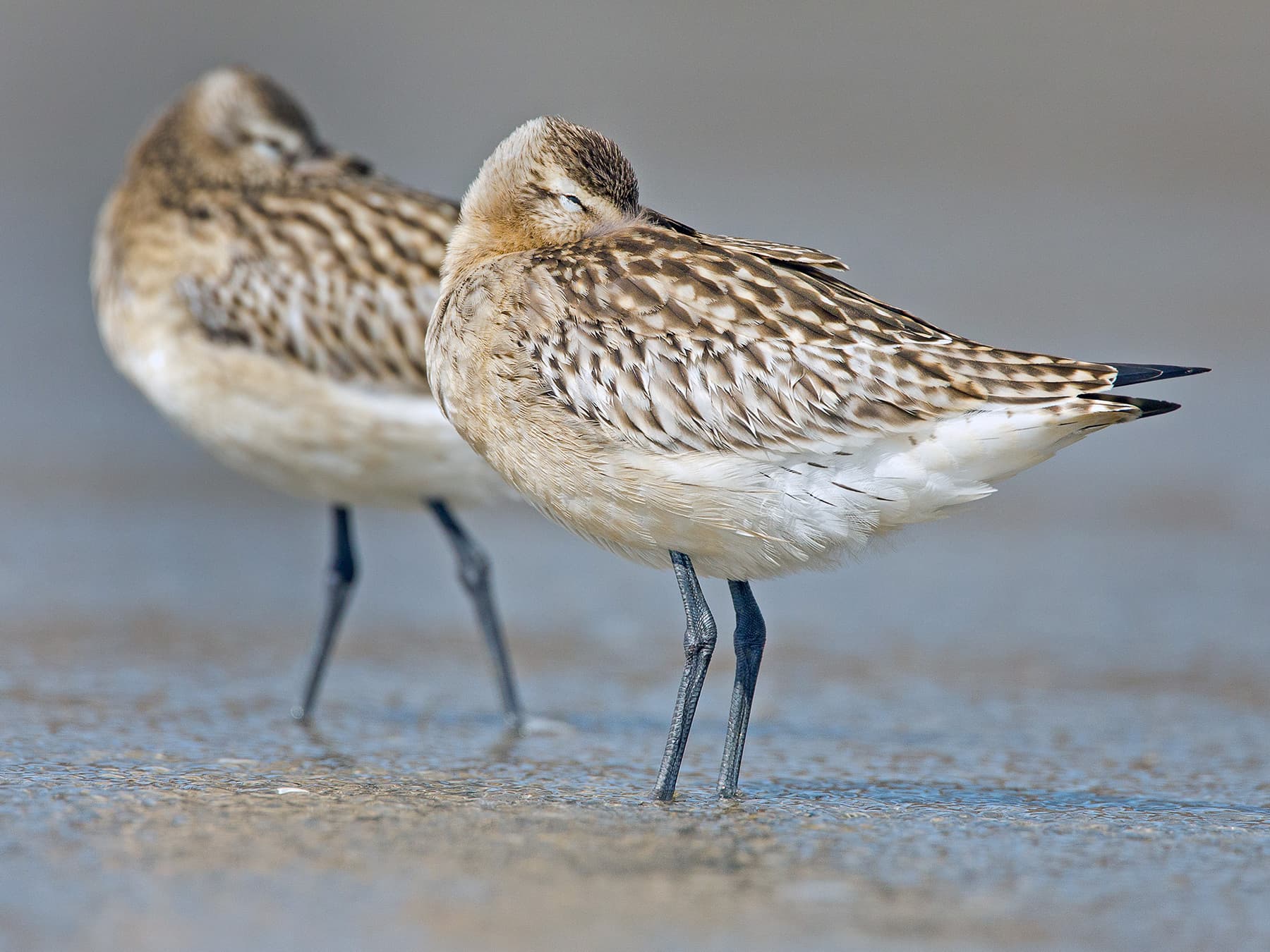 Pair of non-breeding Bar-tailed Godwits resting