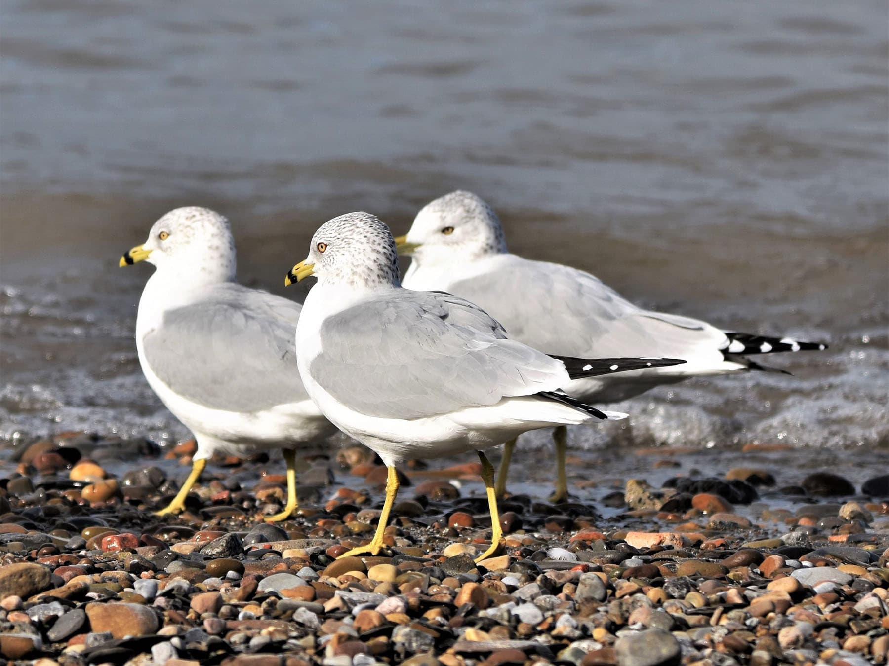 Three non-breeding Ring-billed Gulls standing by the sea