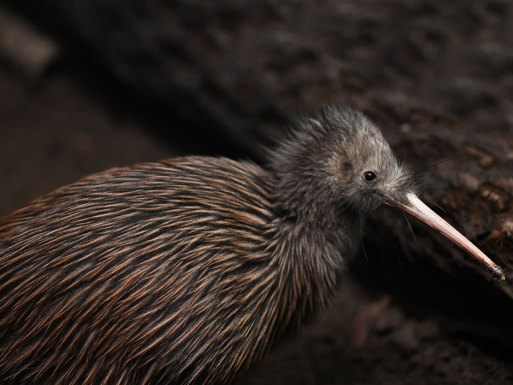 North island brown kiwi