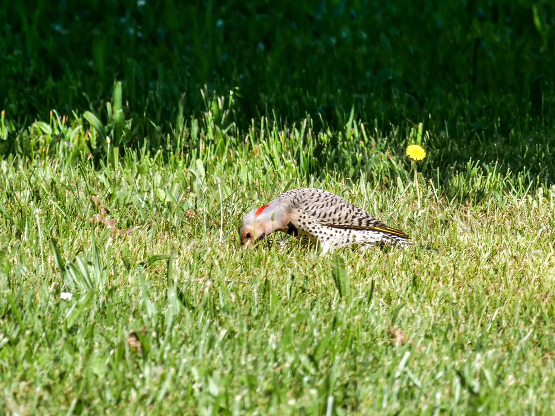 Norther flicker pecking ground