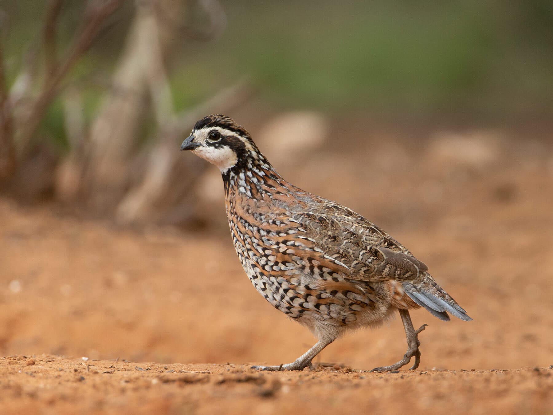 Northern bobwhite lifespan