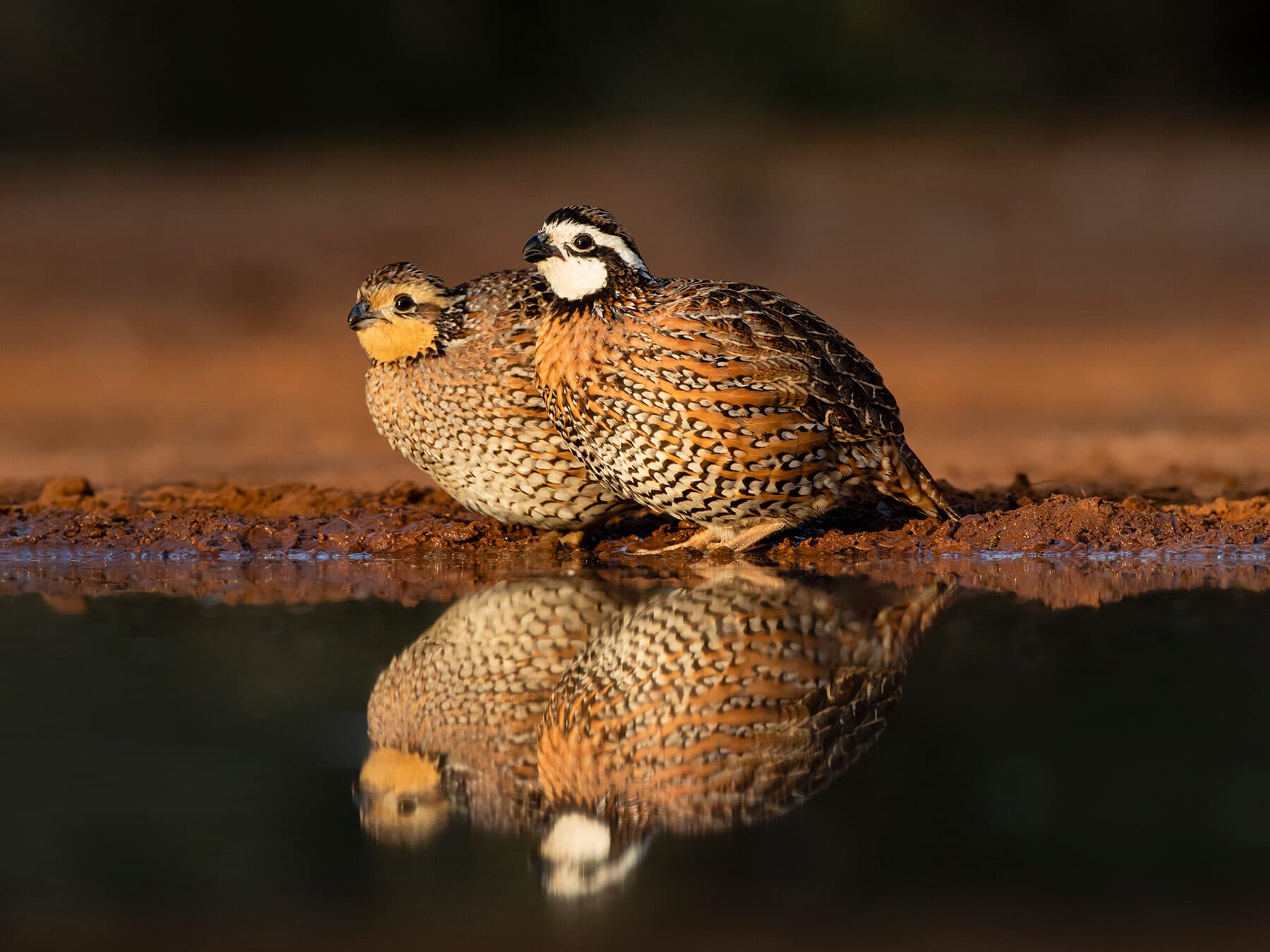 Northern bobwhites drinking