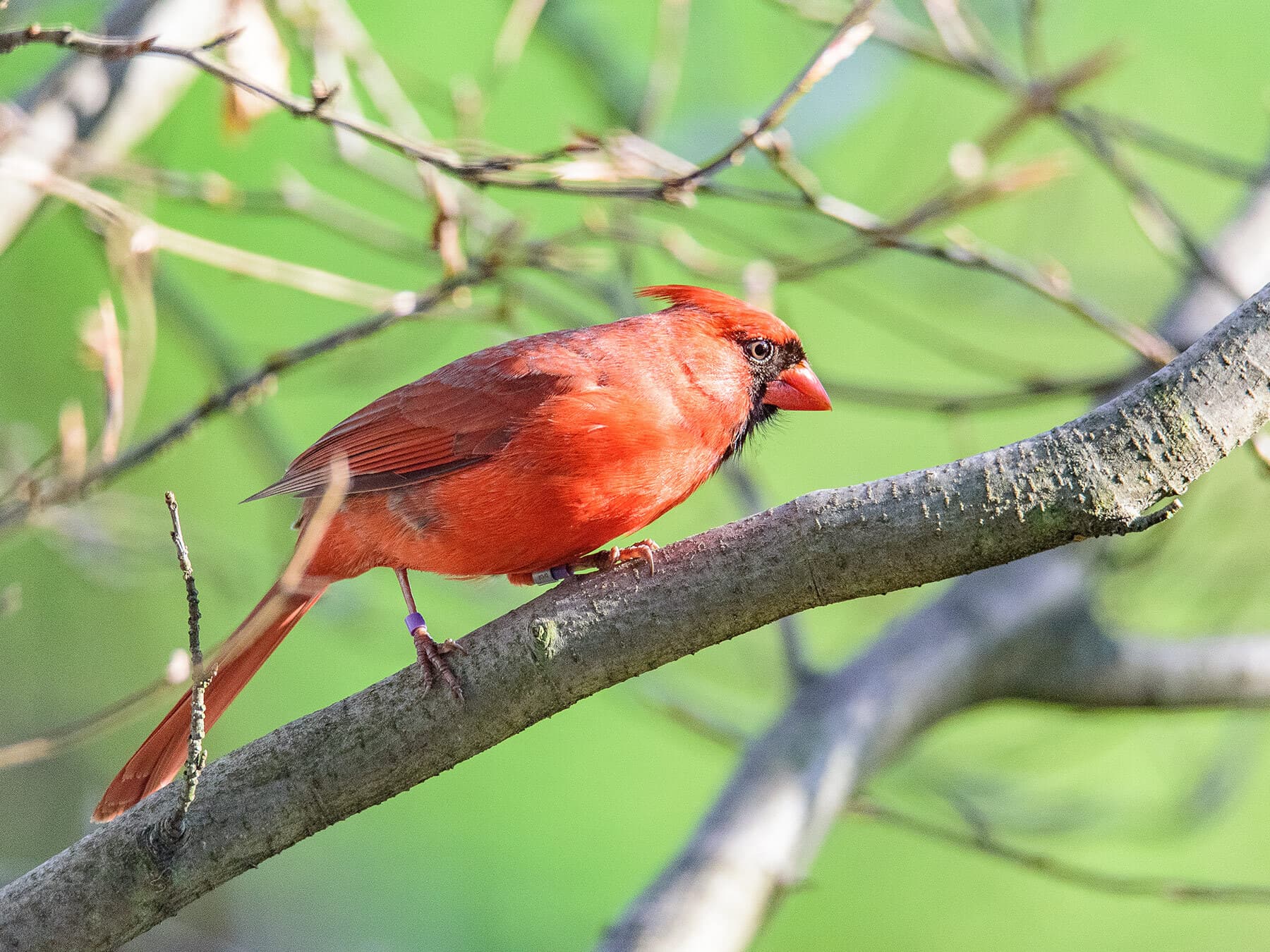 Northern cardinal banding
