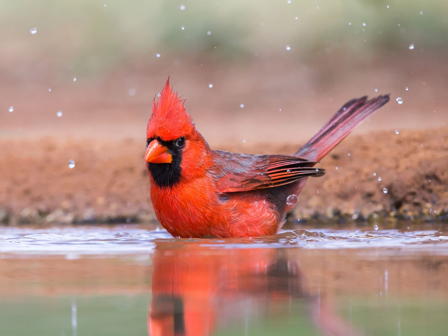 Northern Cardinal bathing in water
