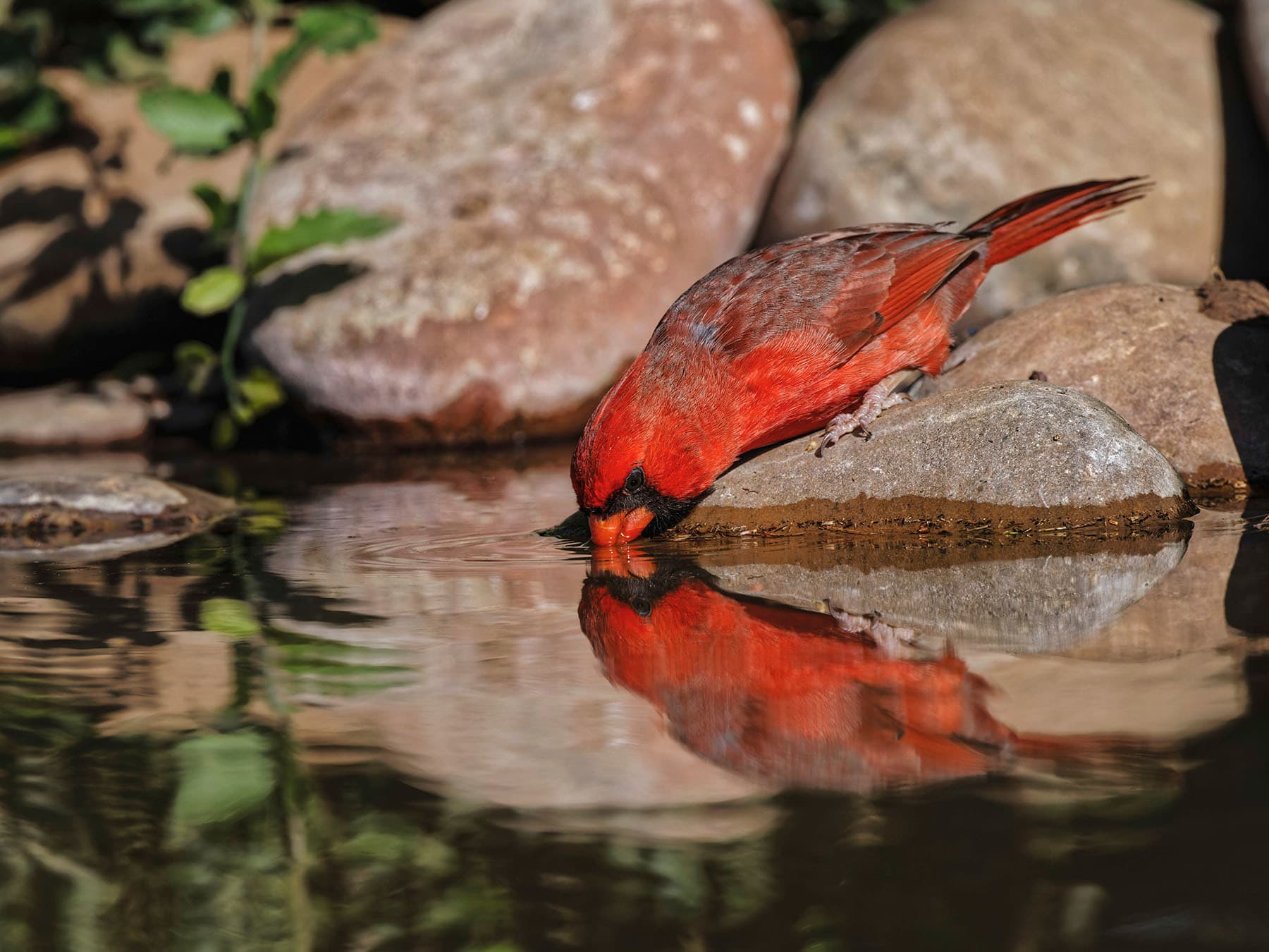Northern Cardinal taking a drink of water