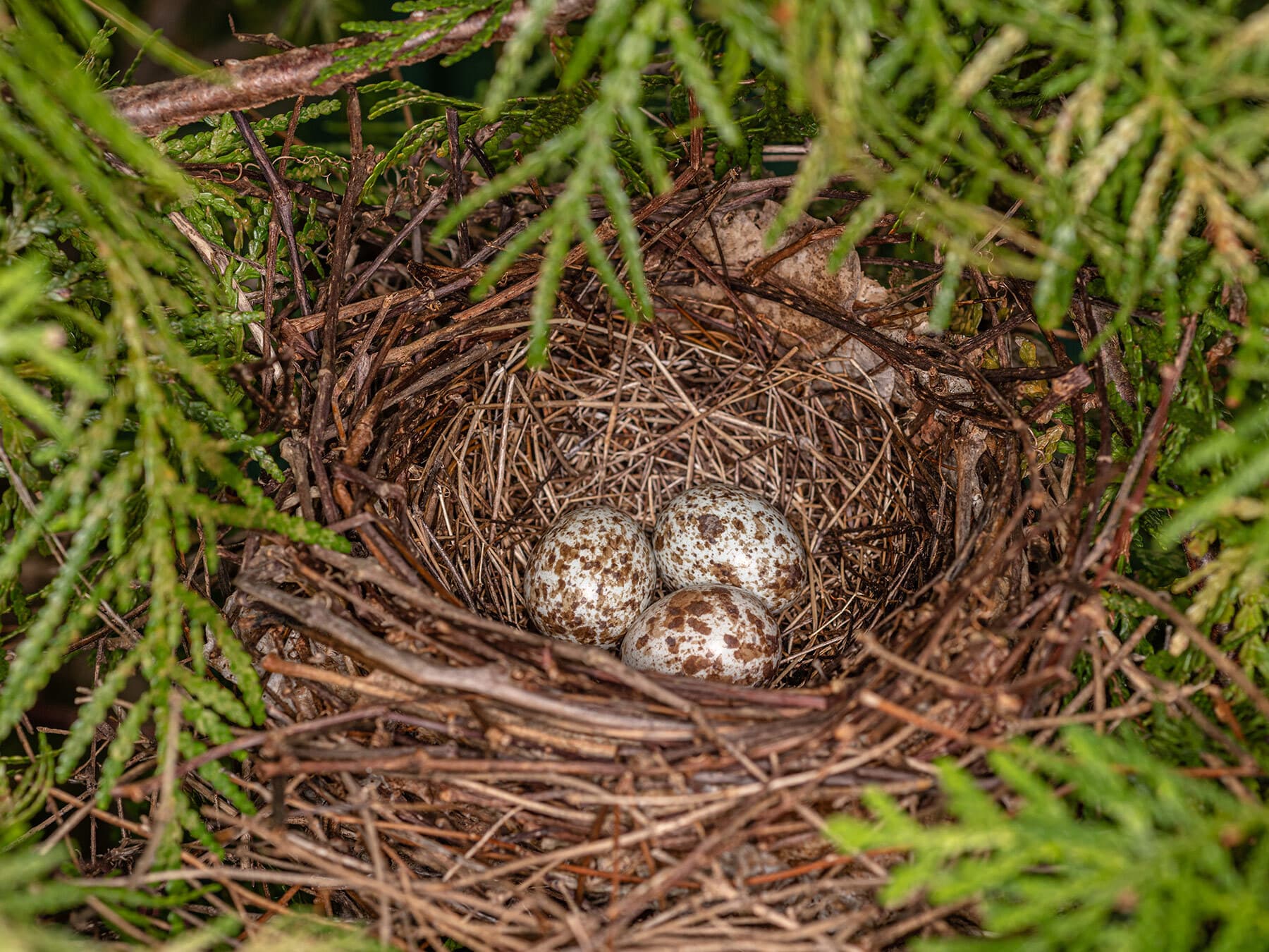 Northern cardinal eggs
