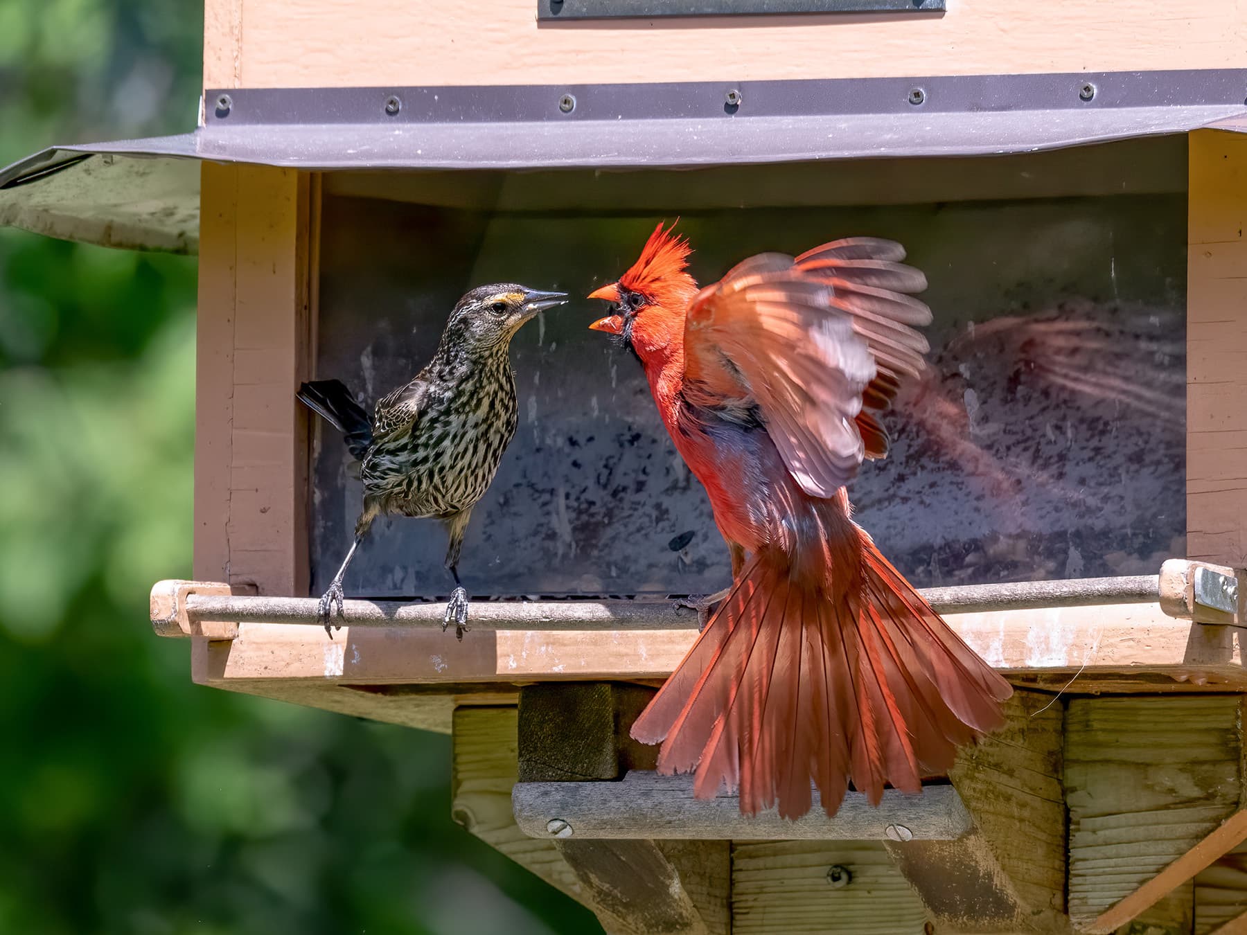 Northern cardinal feeder aggression