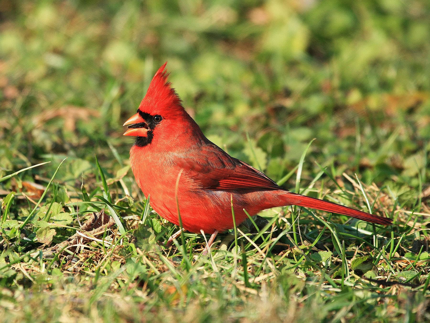 Cardinal feeding on seeds