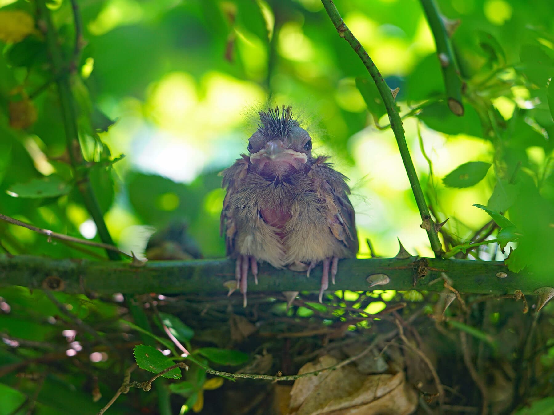 Northern cardinal fledgling