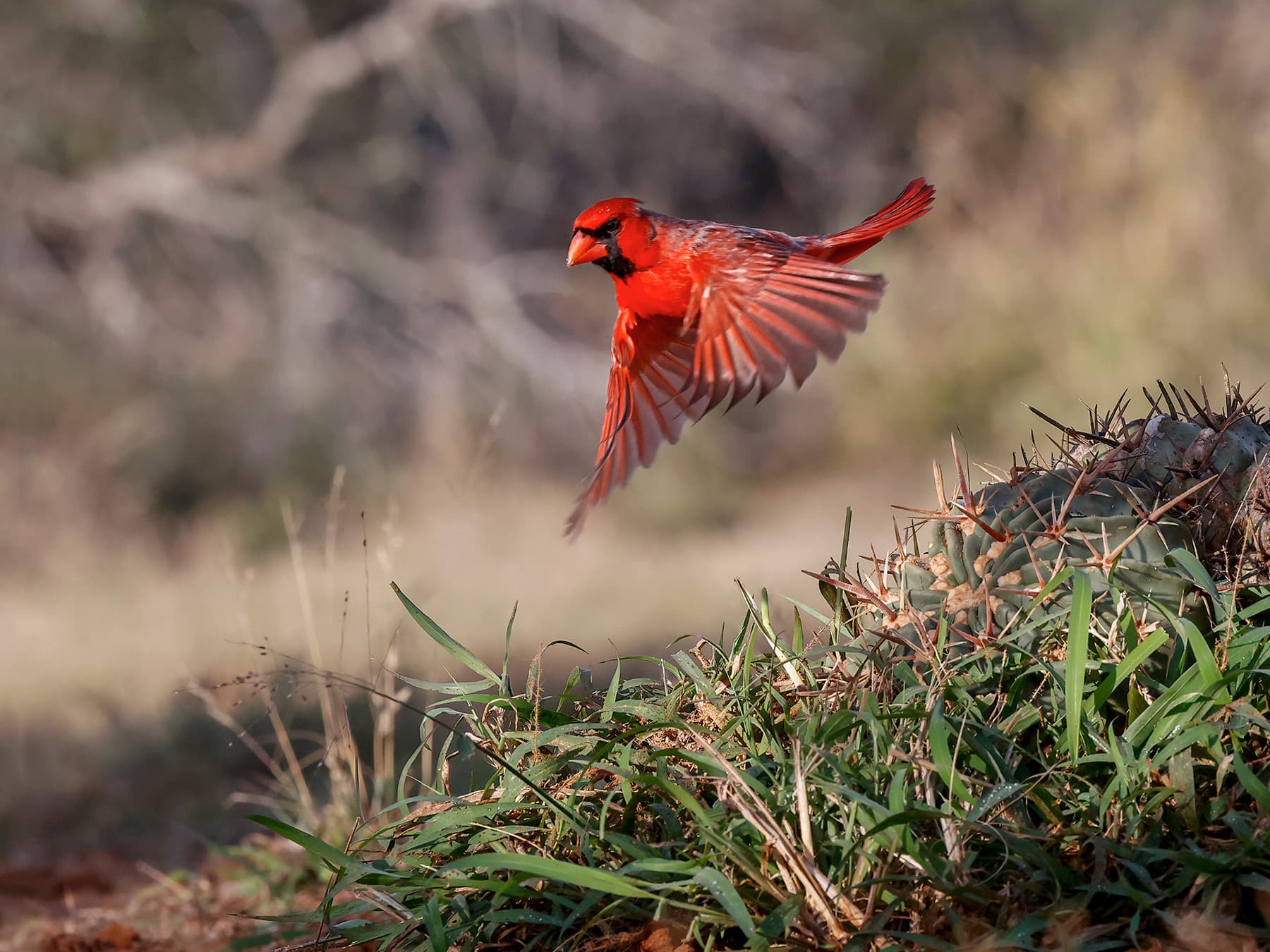 Northern cardinal in flight