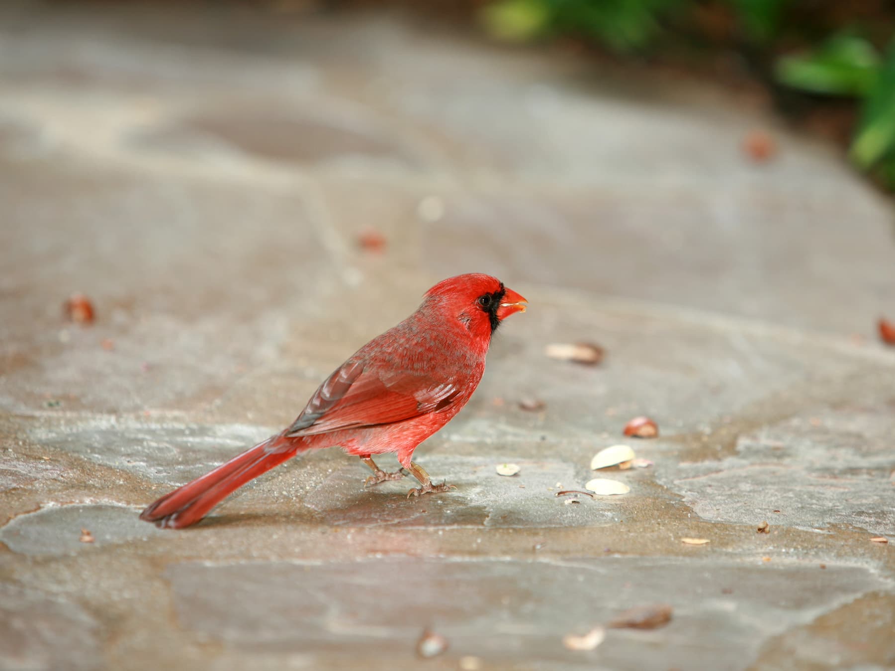 Northern cardinal maui
