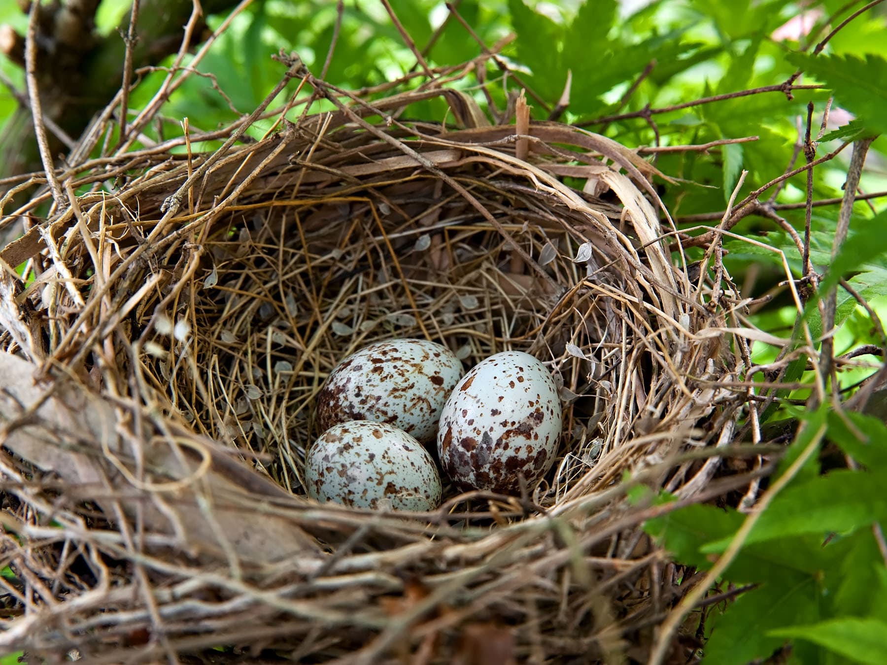 When Do Cardinals Nest? | Birdfact