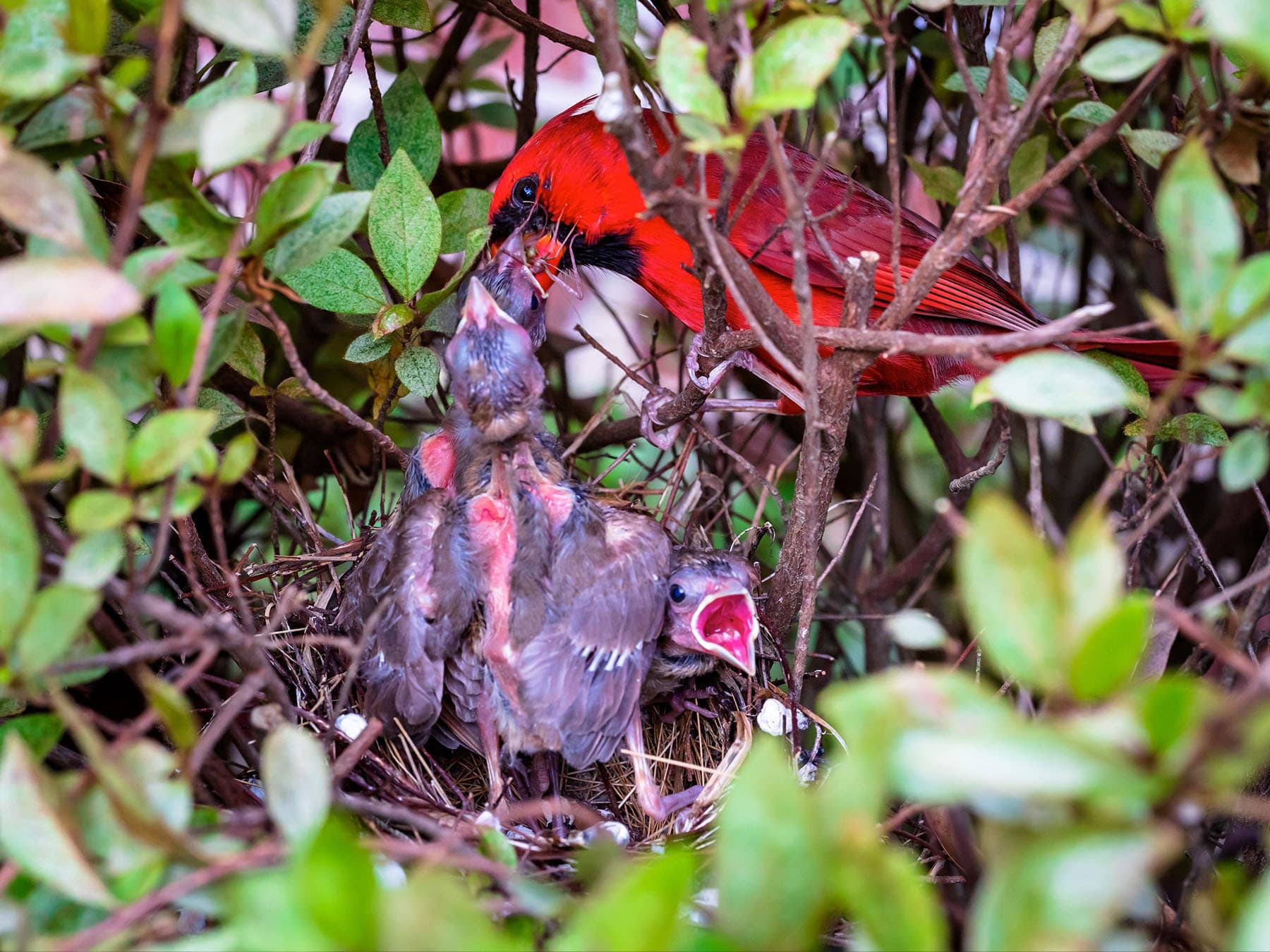 Male Cardinal feeding hungry hungry chicks in the nest