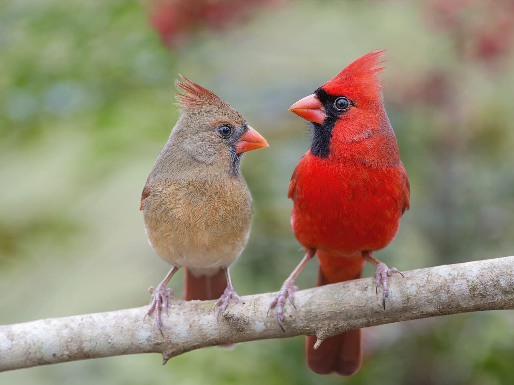 Northern cardinal size