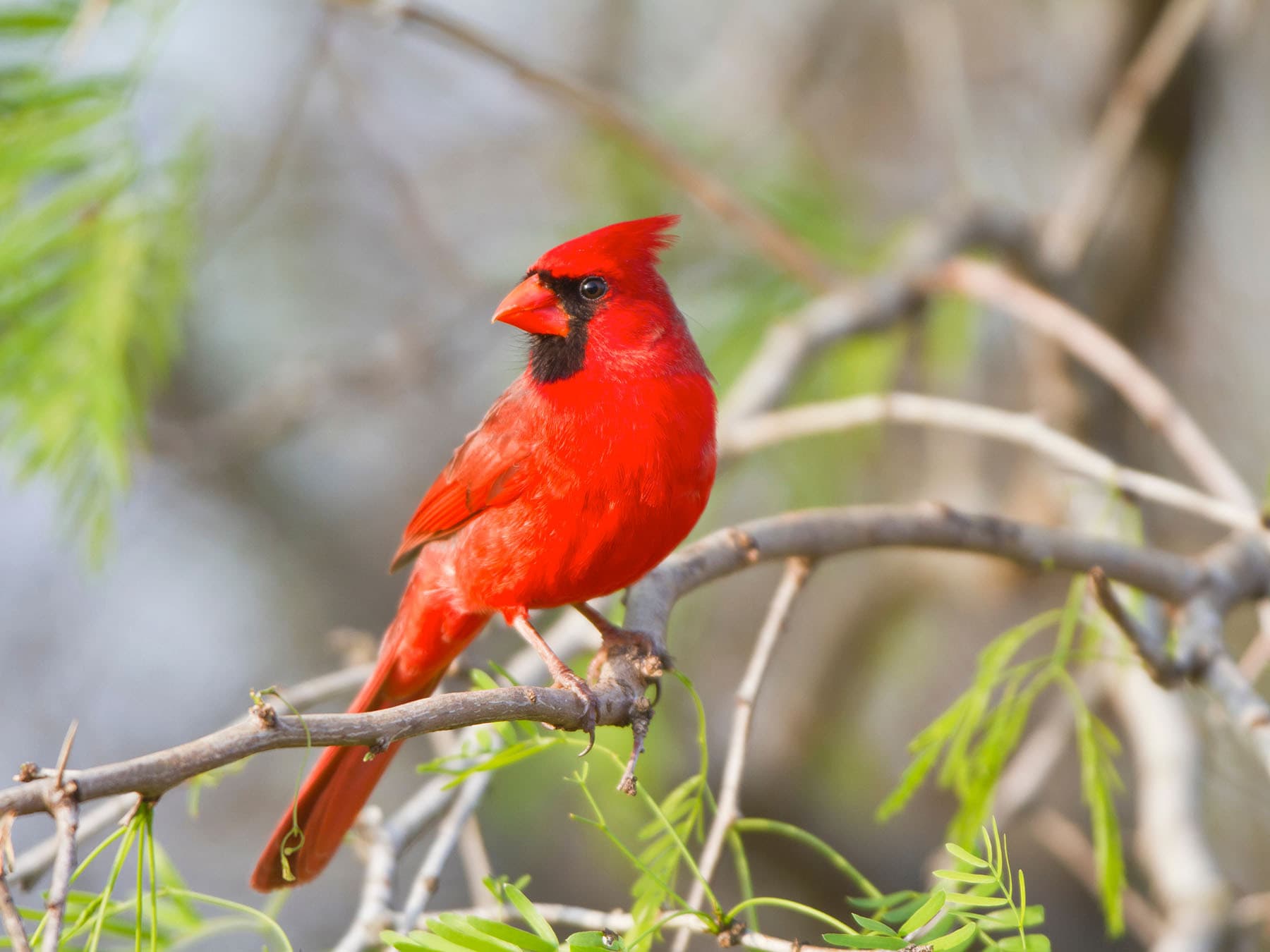Northern cardinal texas