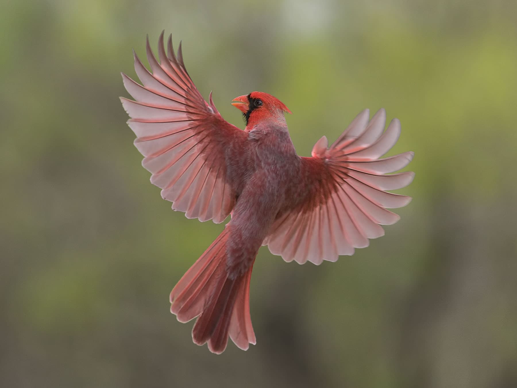 Northern Cardinal with spread wings, preparing to land