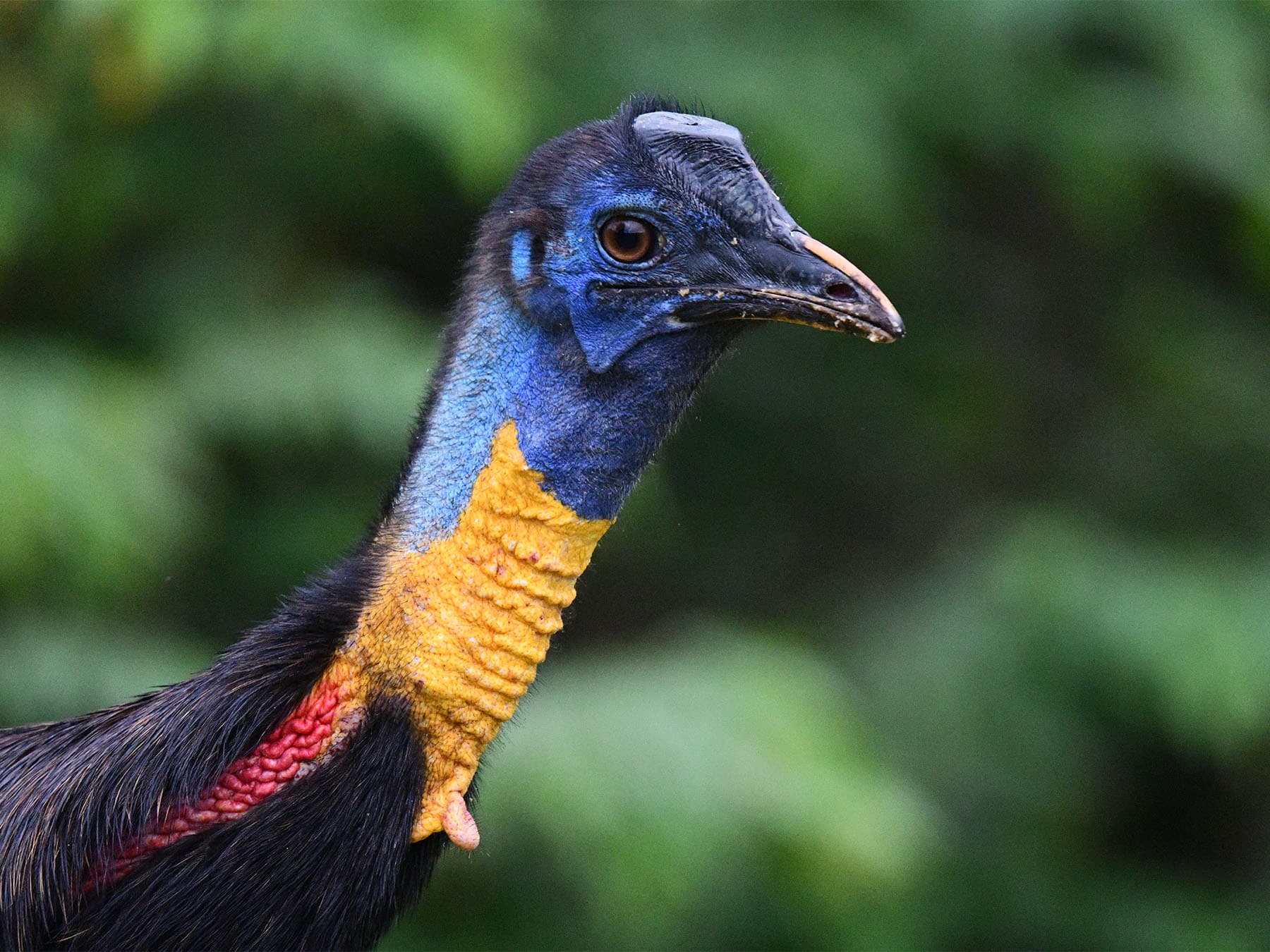 Close up of a Northern Cassowary