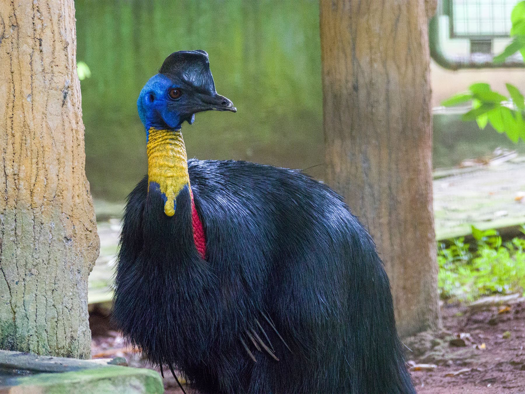 Northern Cassowary in a bird reserve
