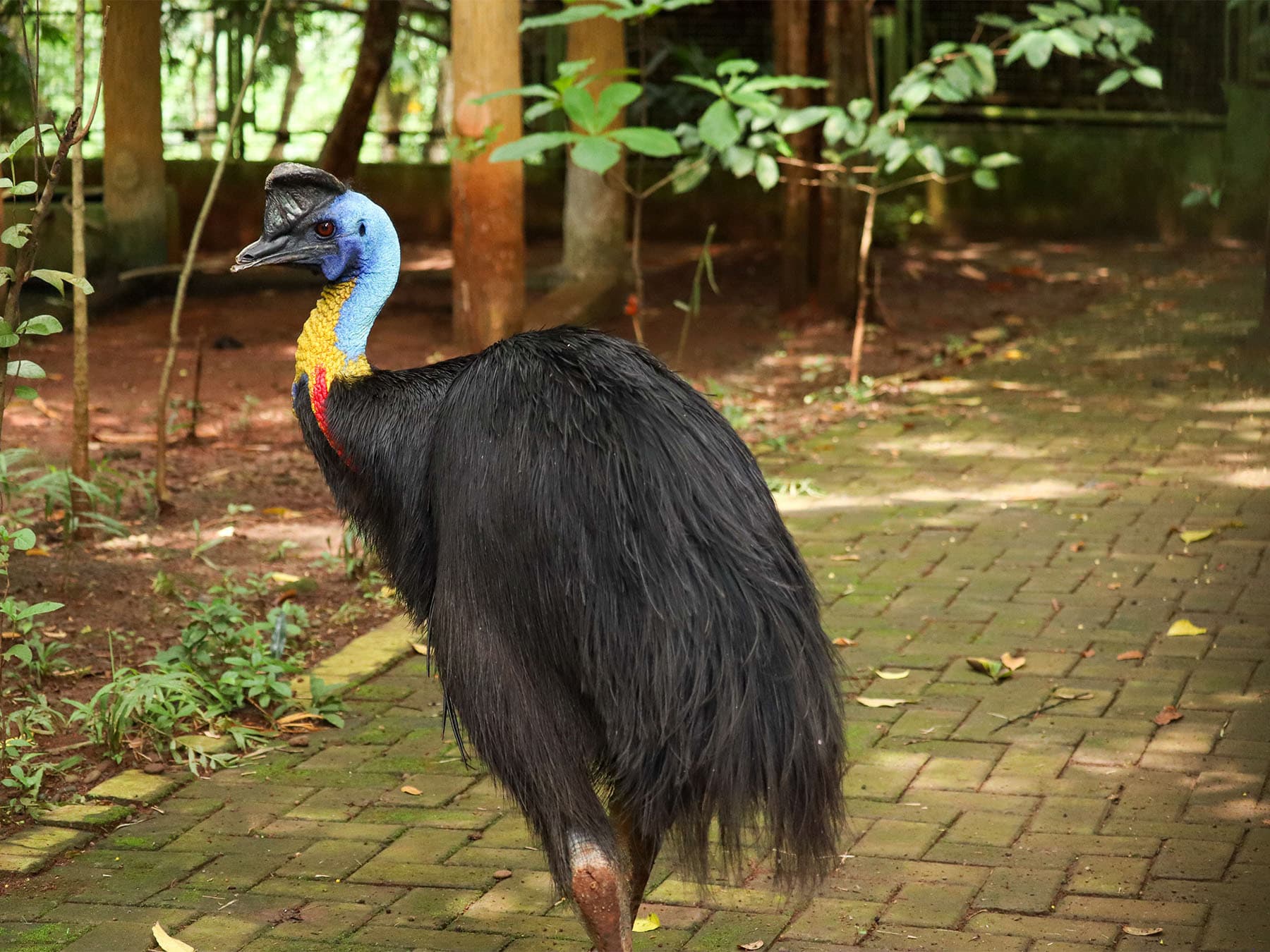 Northern Cassowary in a bird park