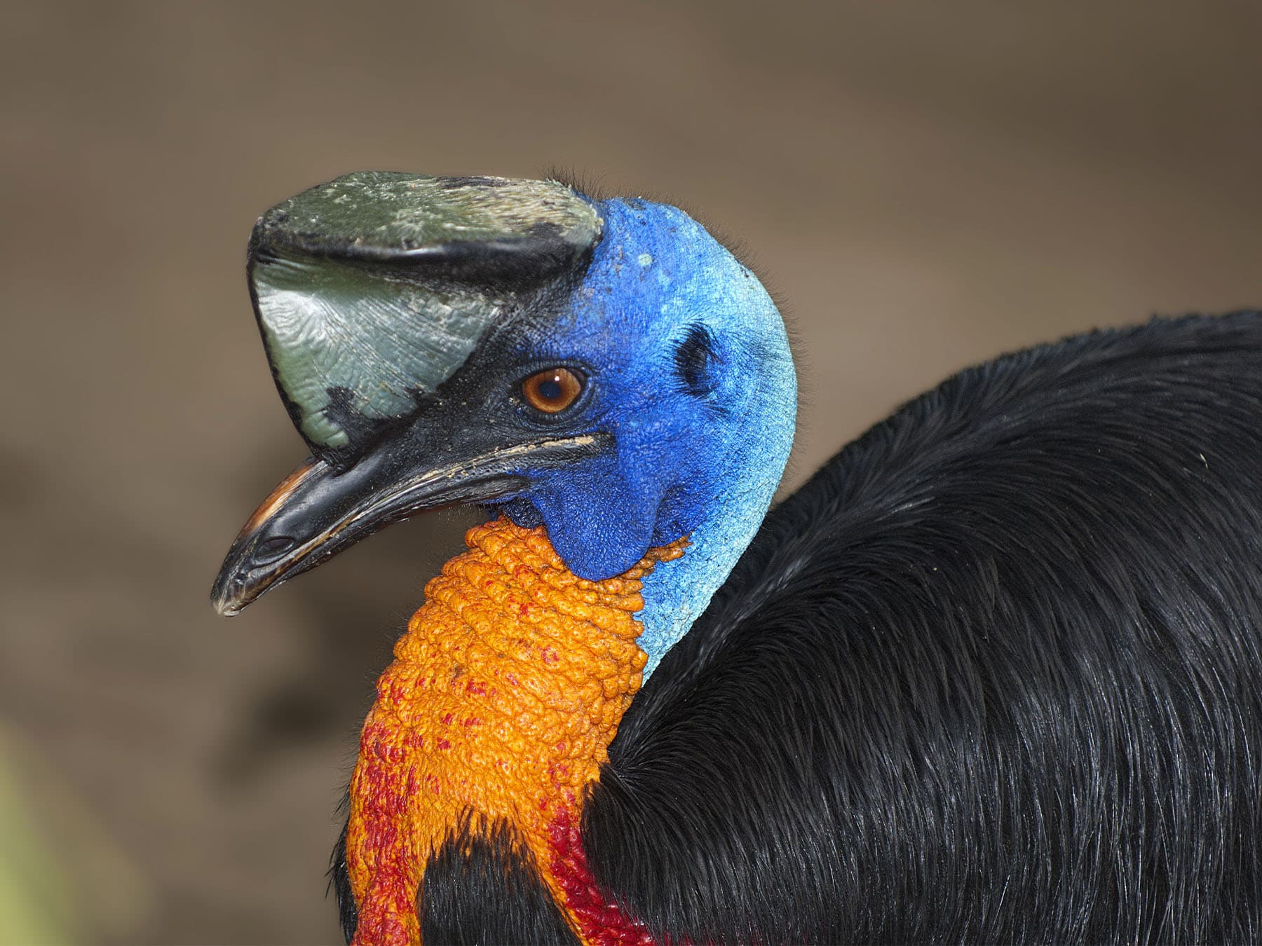 Portrait of a Northern Cassowary