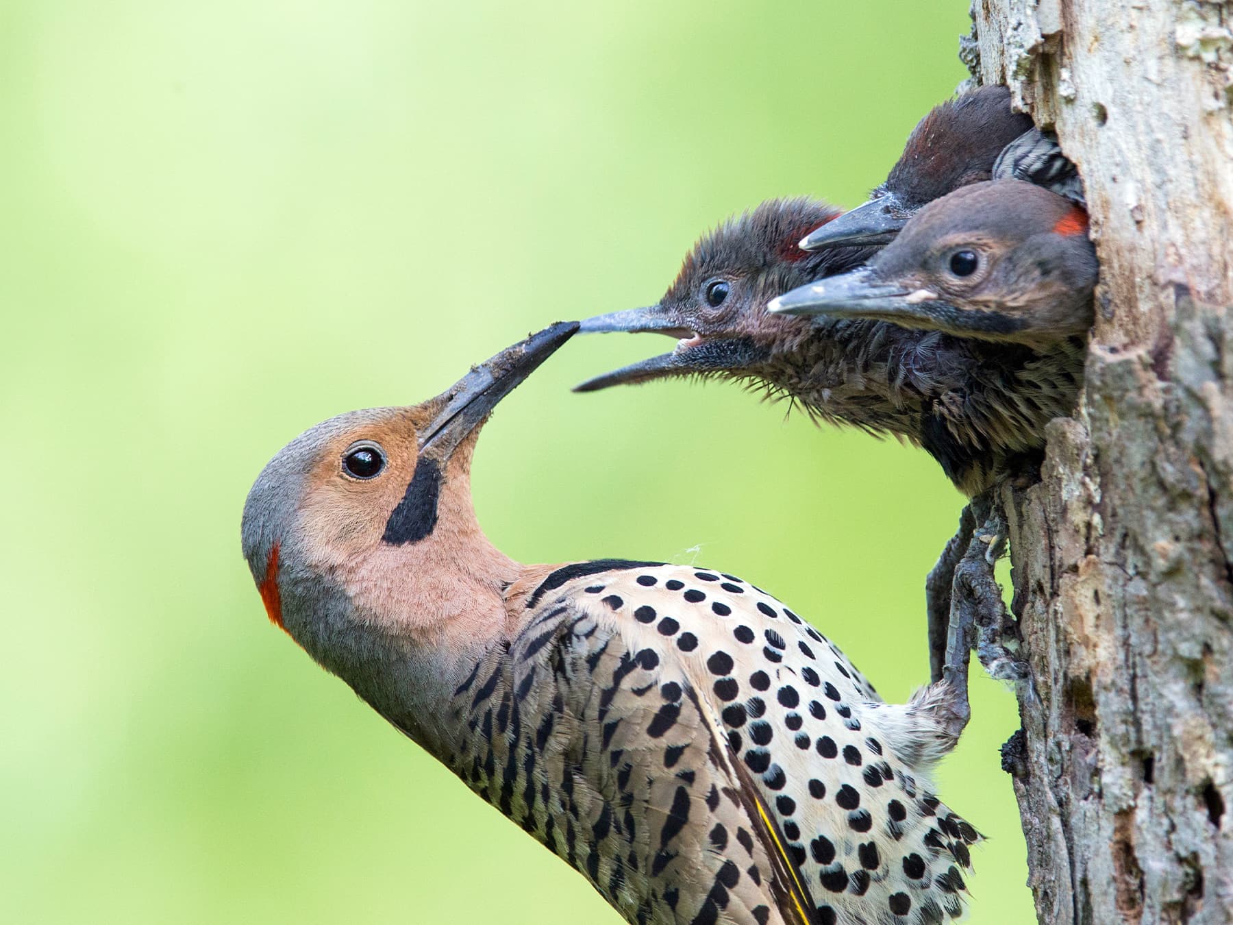 Northern Flicker at the nest feeding its young
