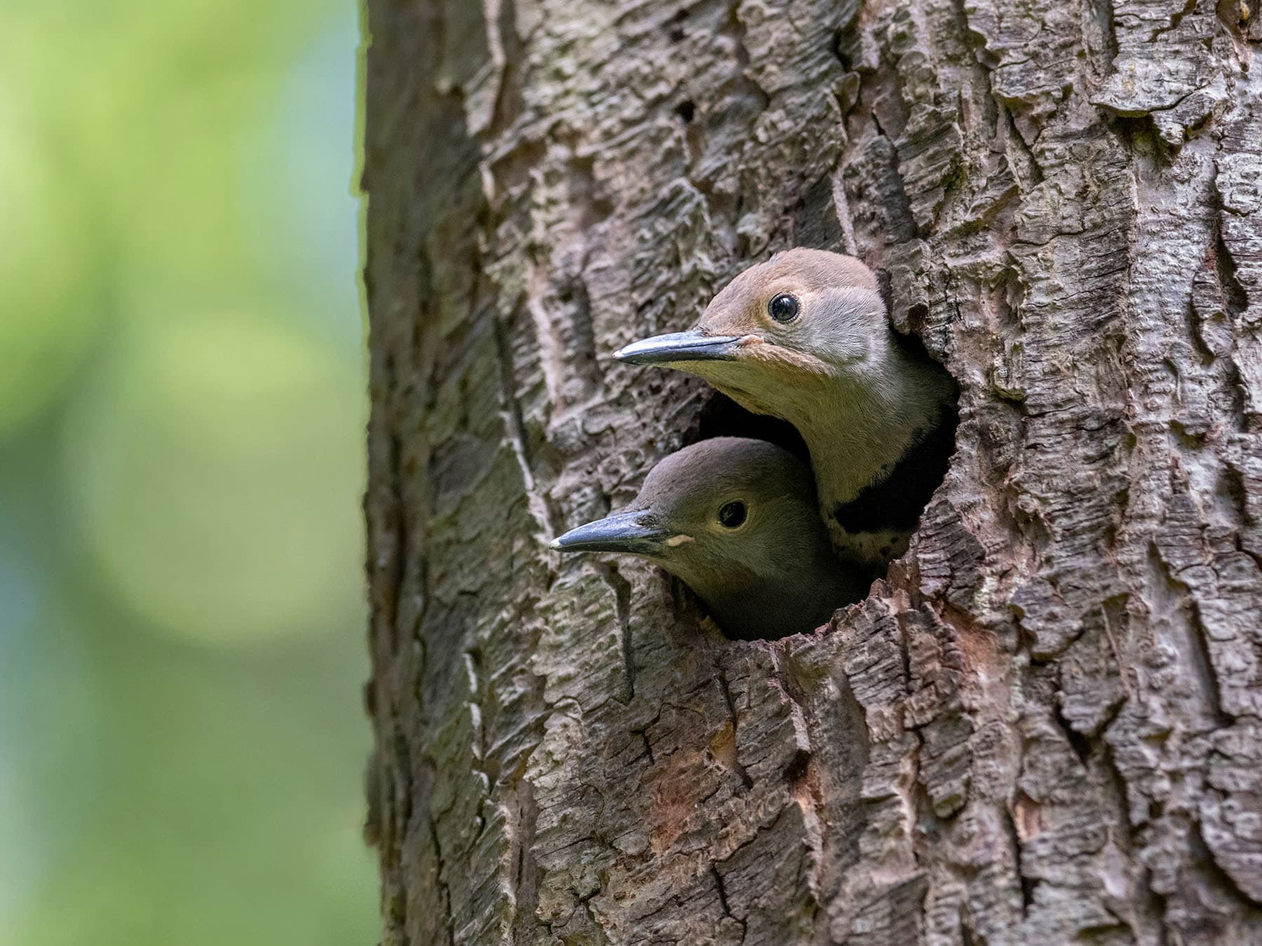 Northern flicker chicks