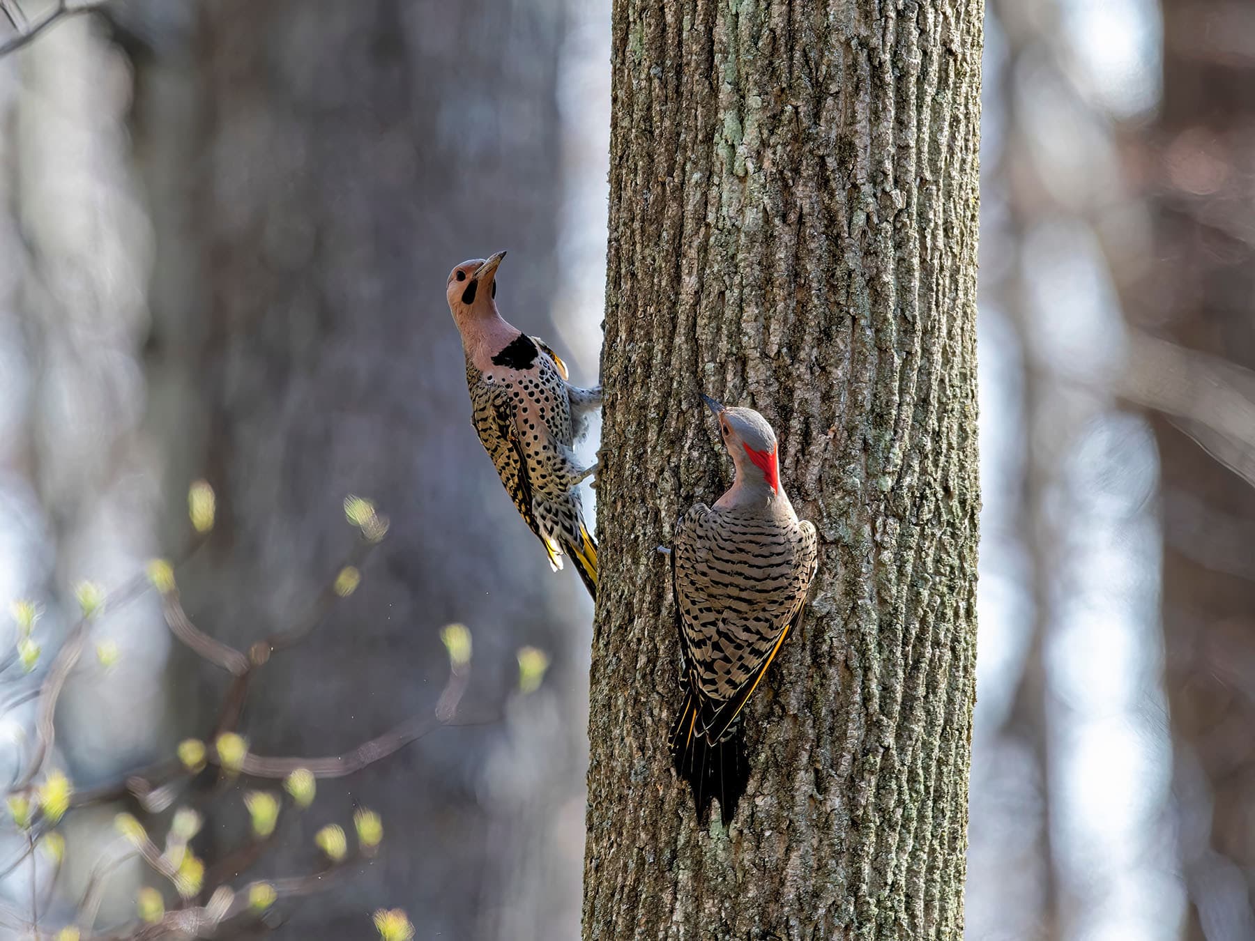 Northern flicker courtship