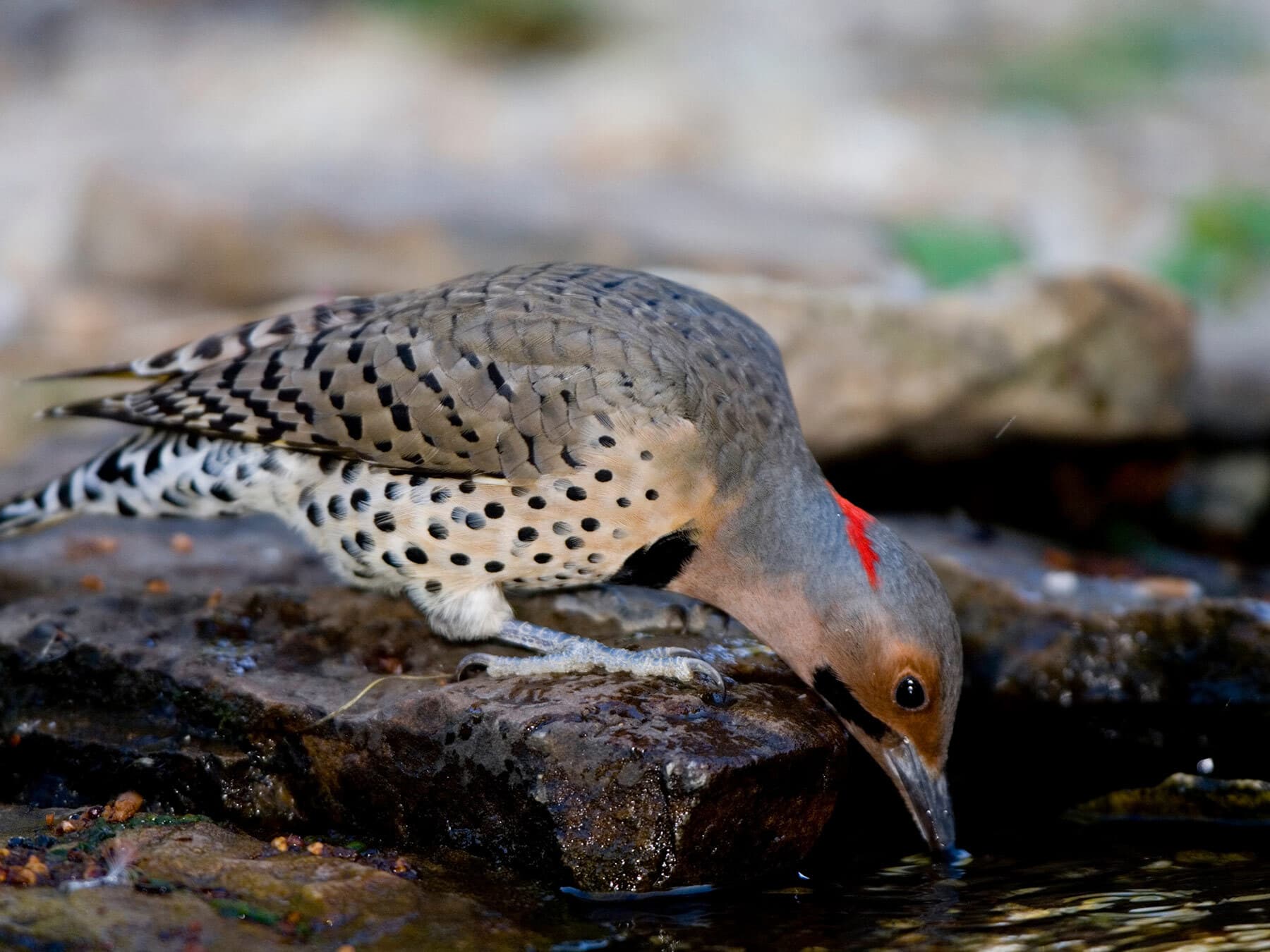 Northern flicker drinking water
