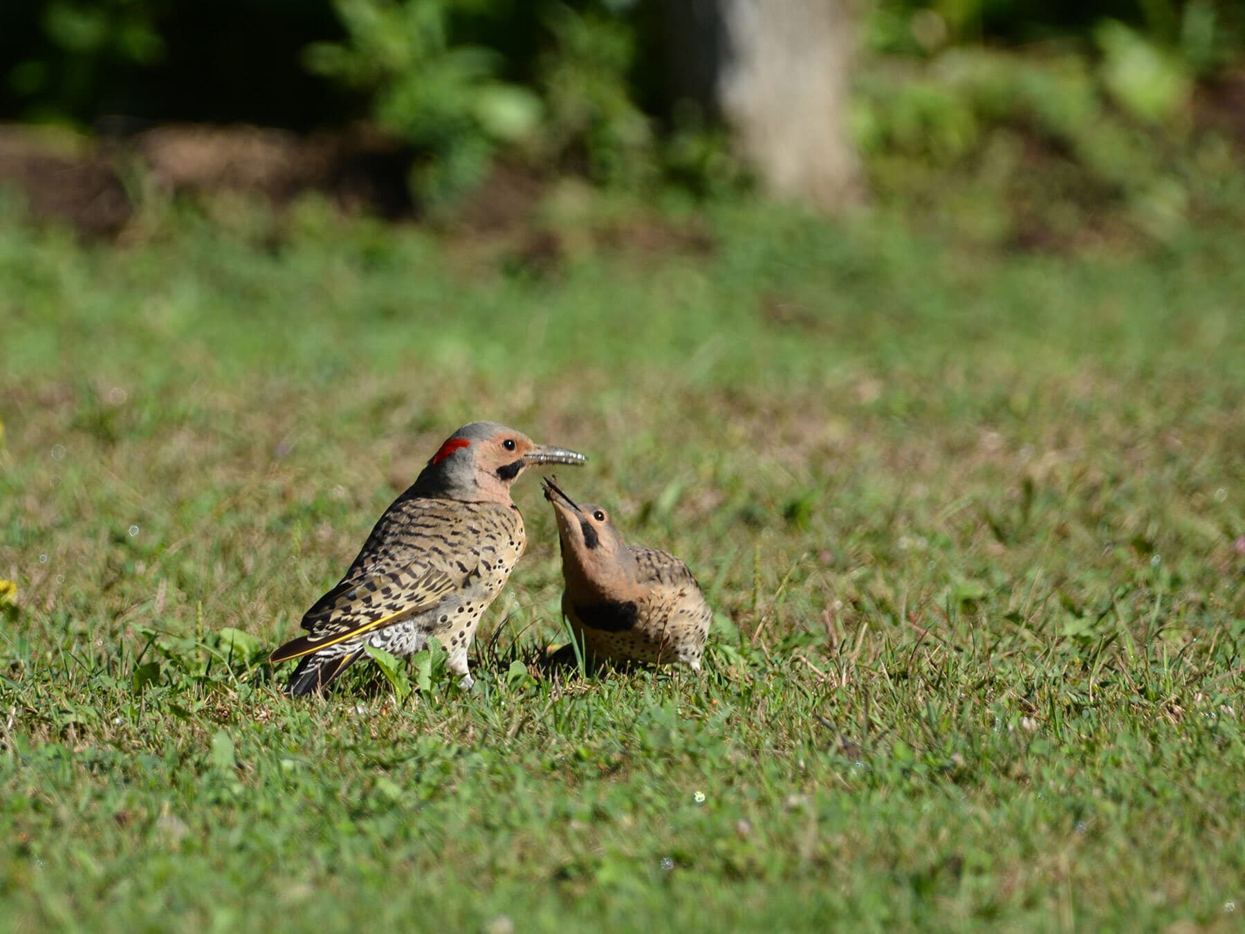 Northern flicker feeding baby