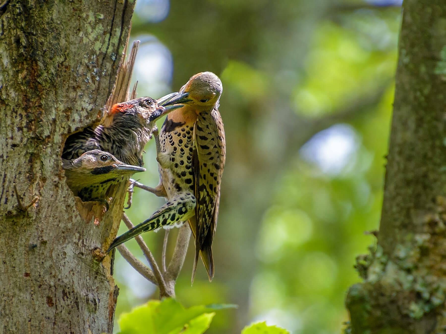 Northern flicker feeding chicks