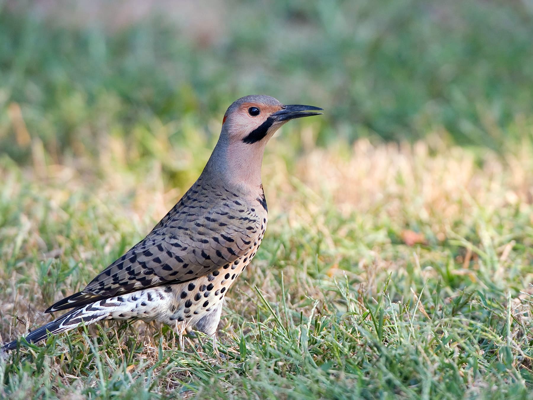 Norther Flicker foraging on the ground in natural habitat