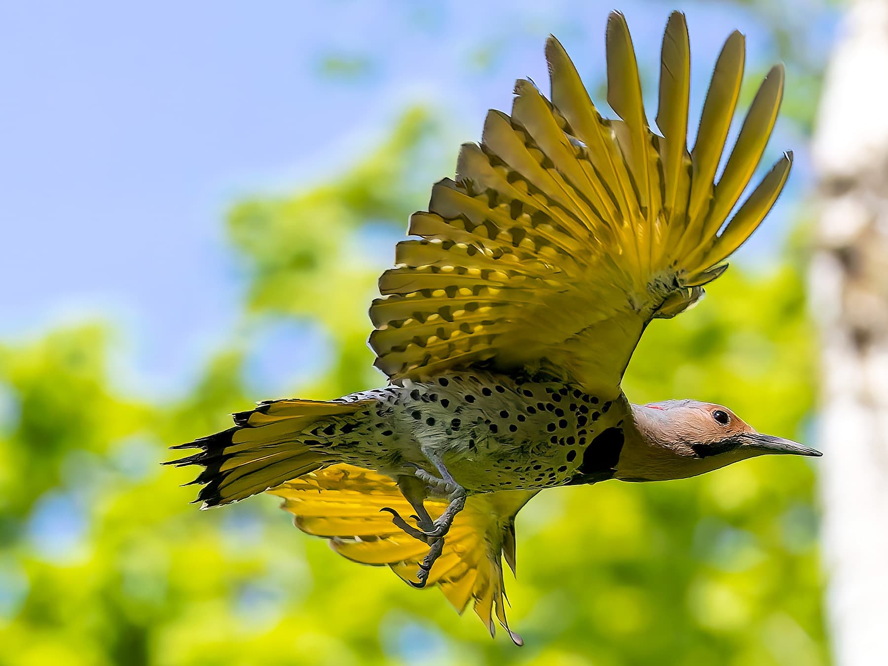 Northern Flicker in-flight