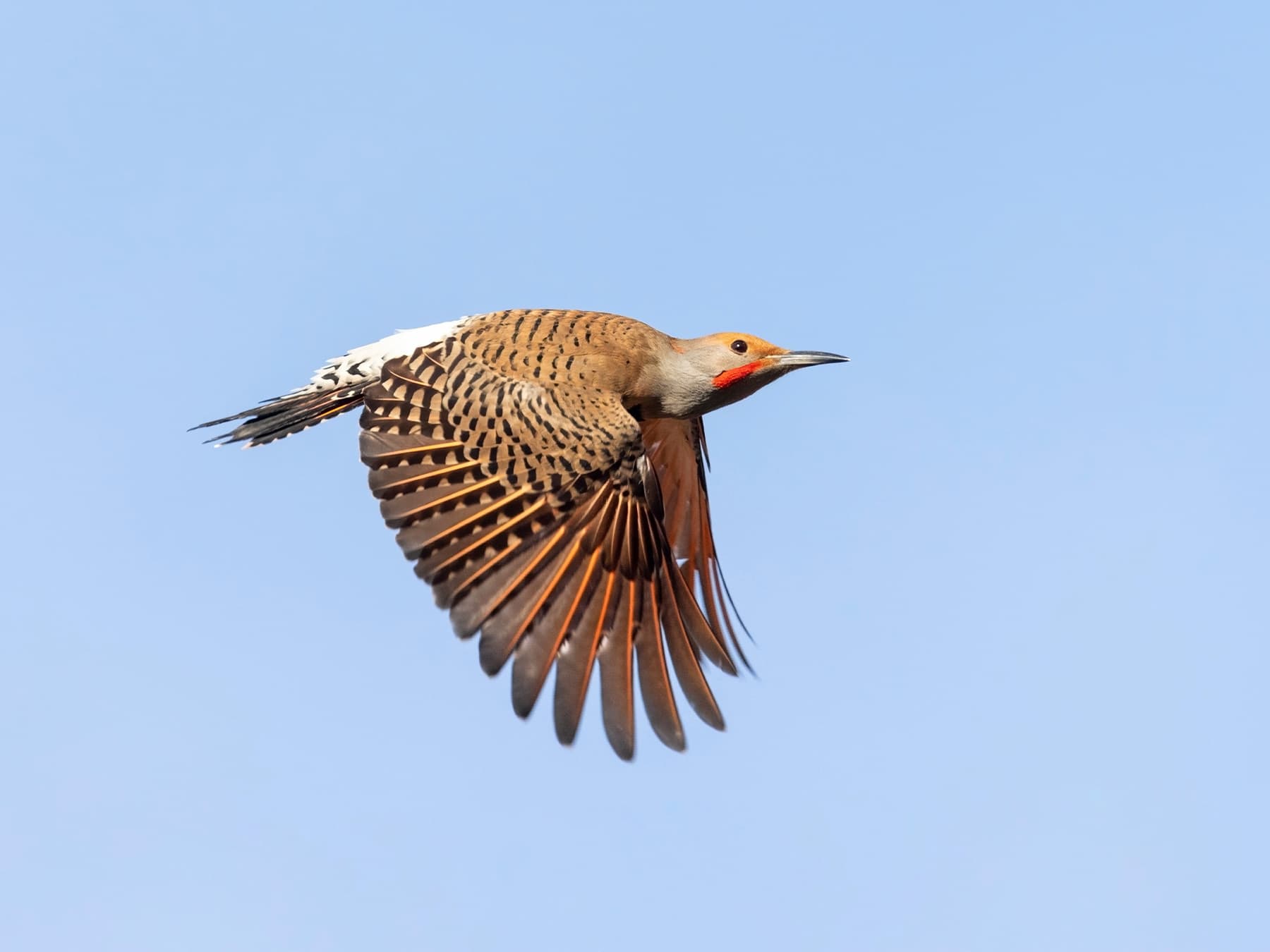 Northern flicker in flight