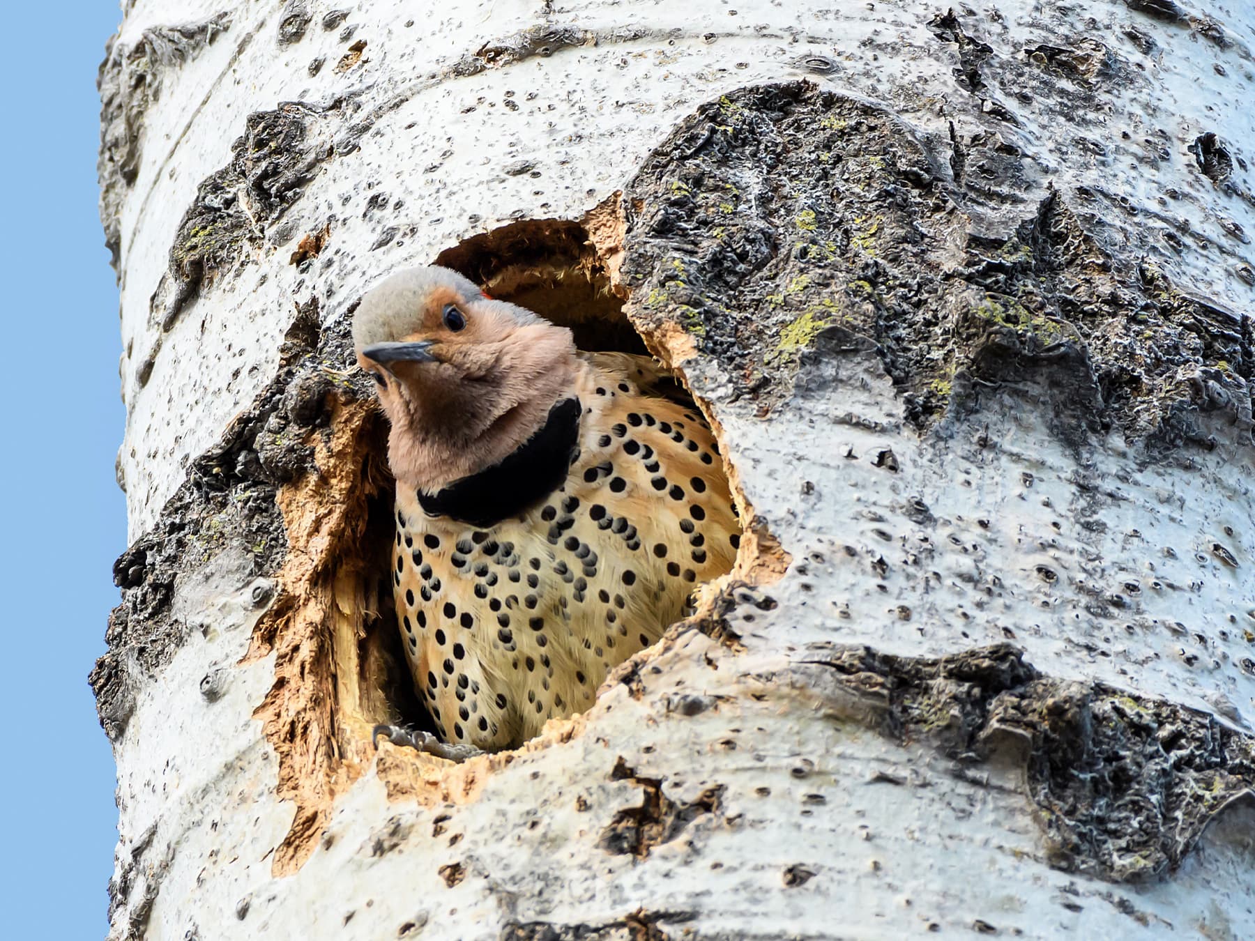 Northern Flicker looking out of the nest hole
