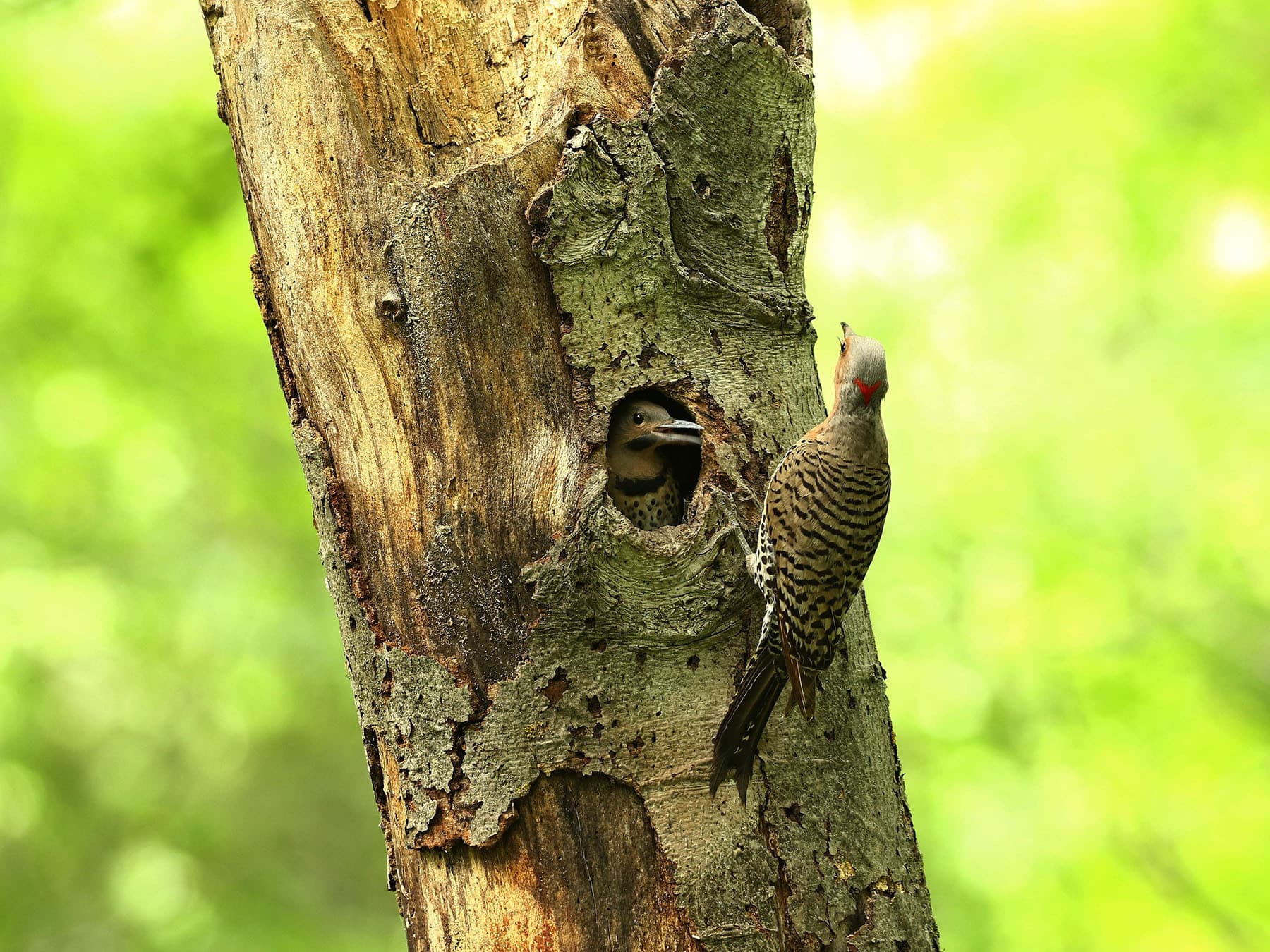 Northern flicker nest