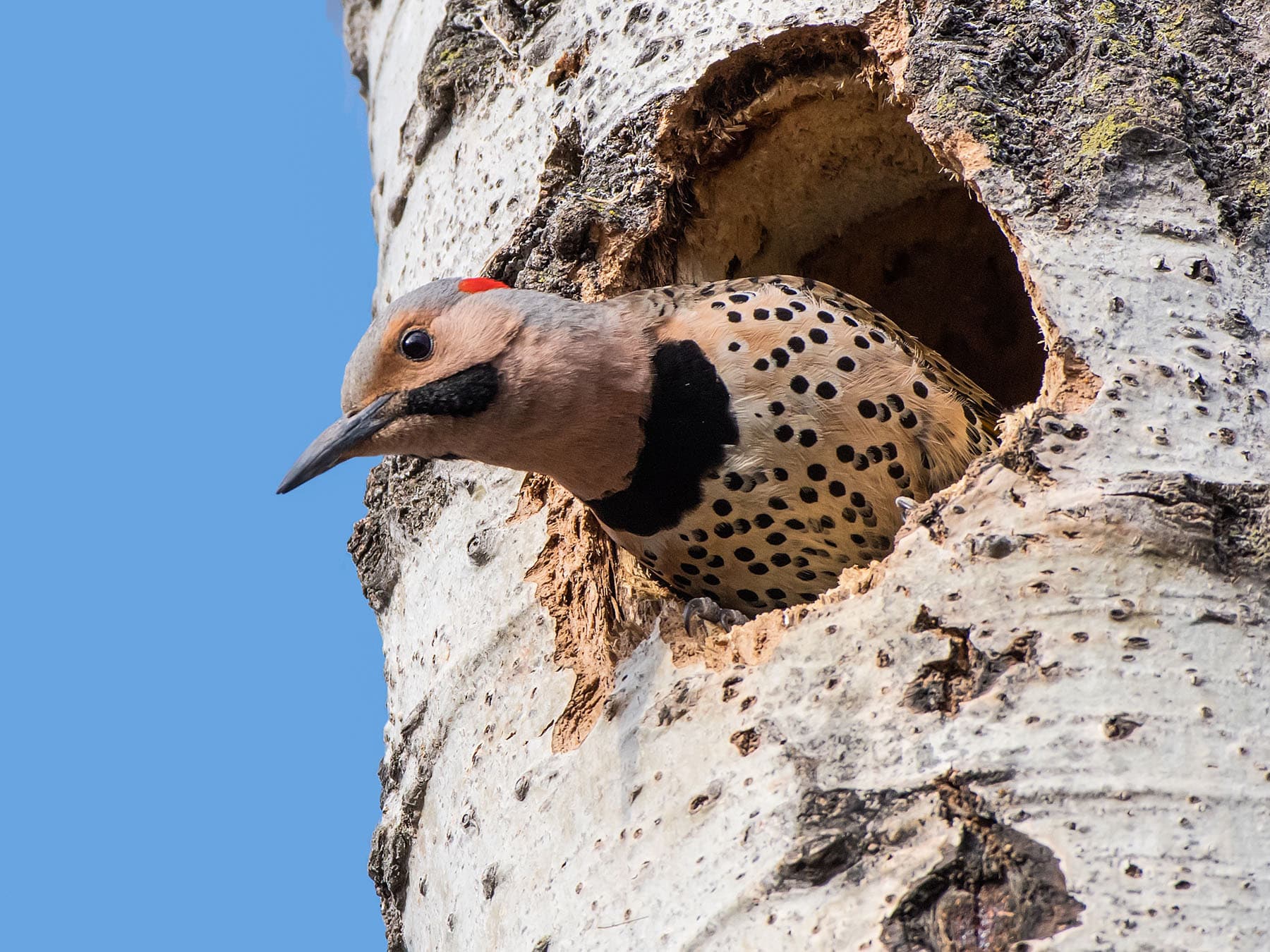 Northern Flicker Nesting (Behavior, Eggs + Location)