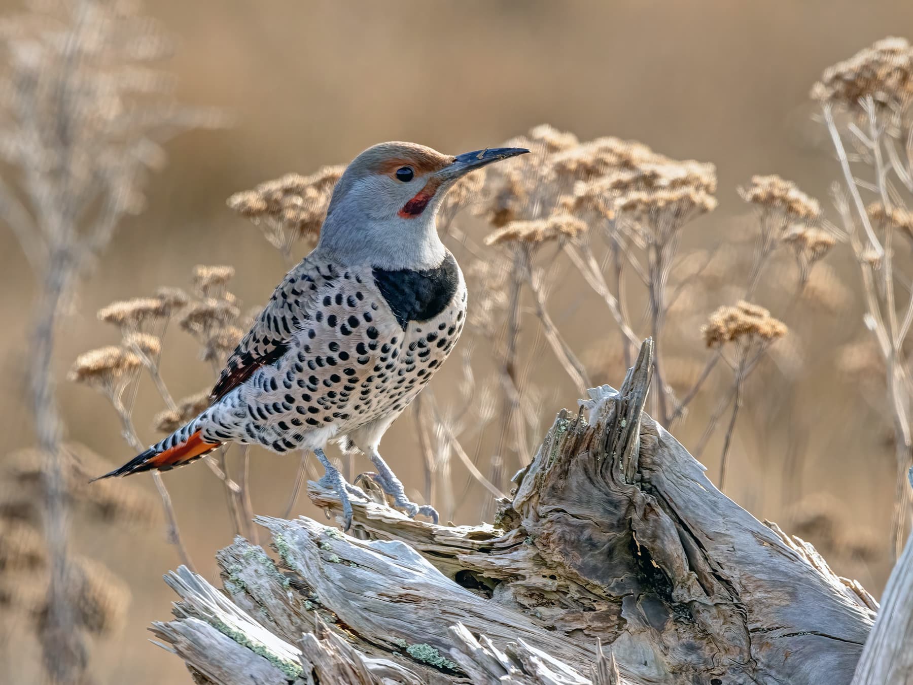 Northern Flicker Male