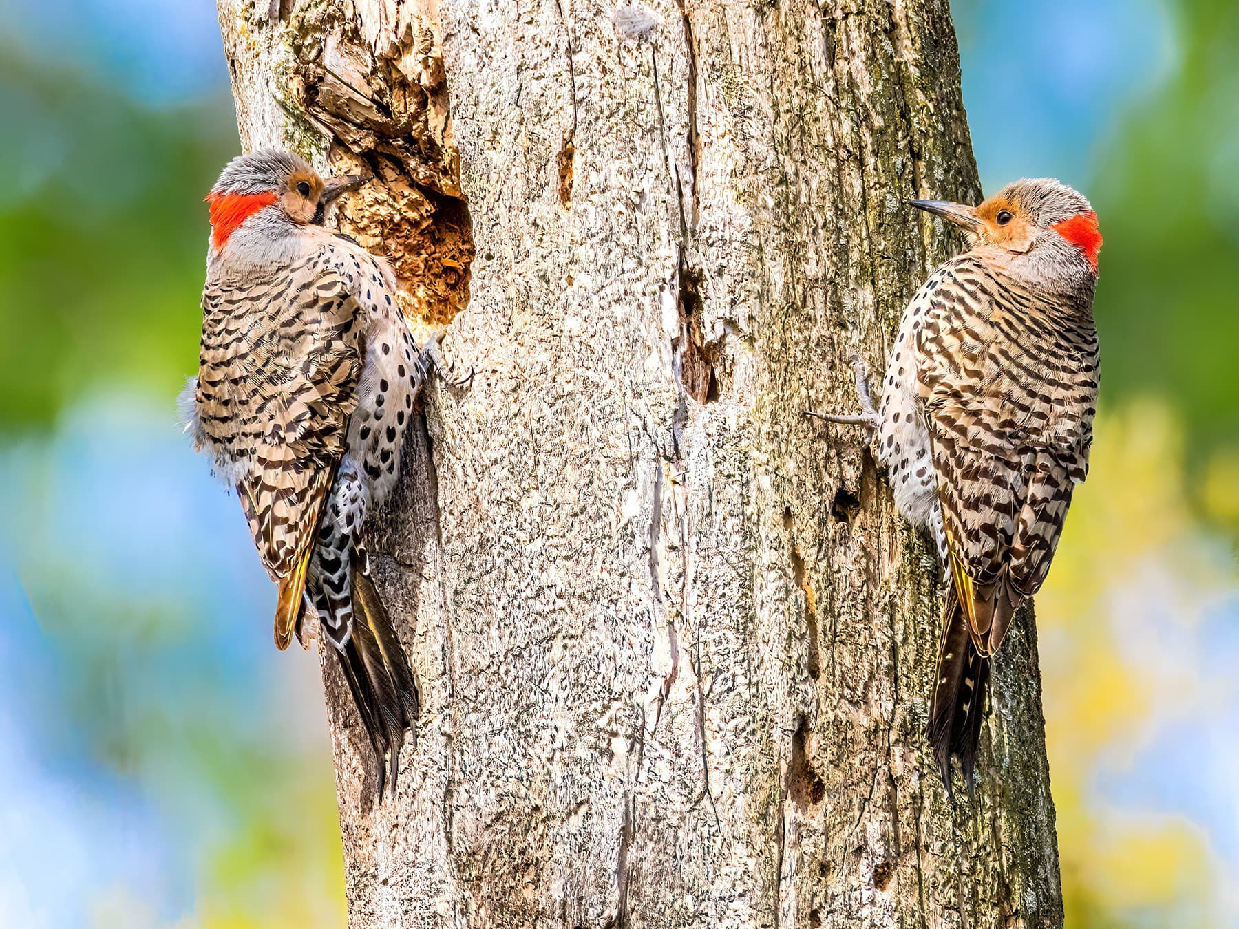 Pair of Northern Flickers clearing out their nest hole
